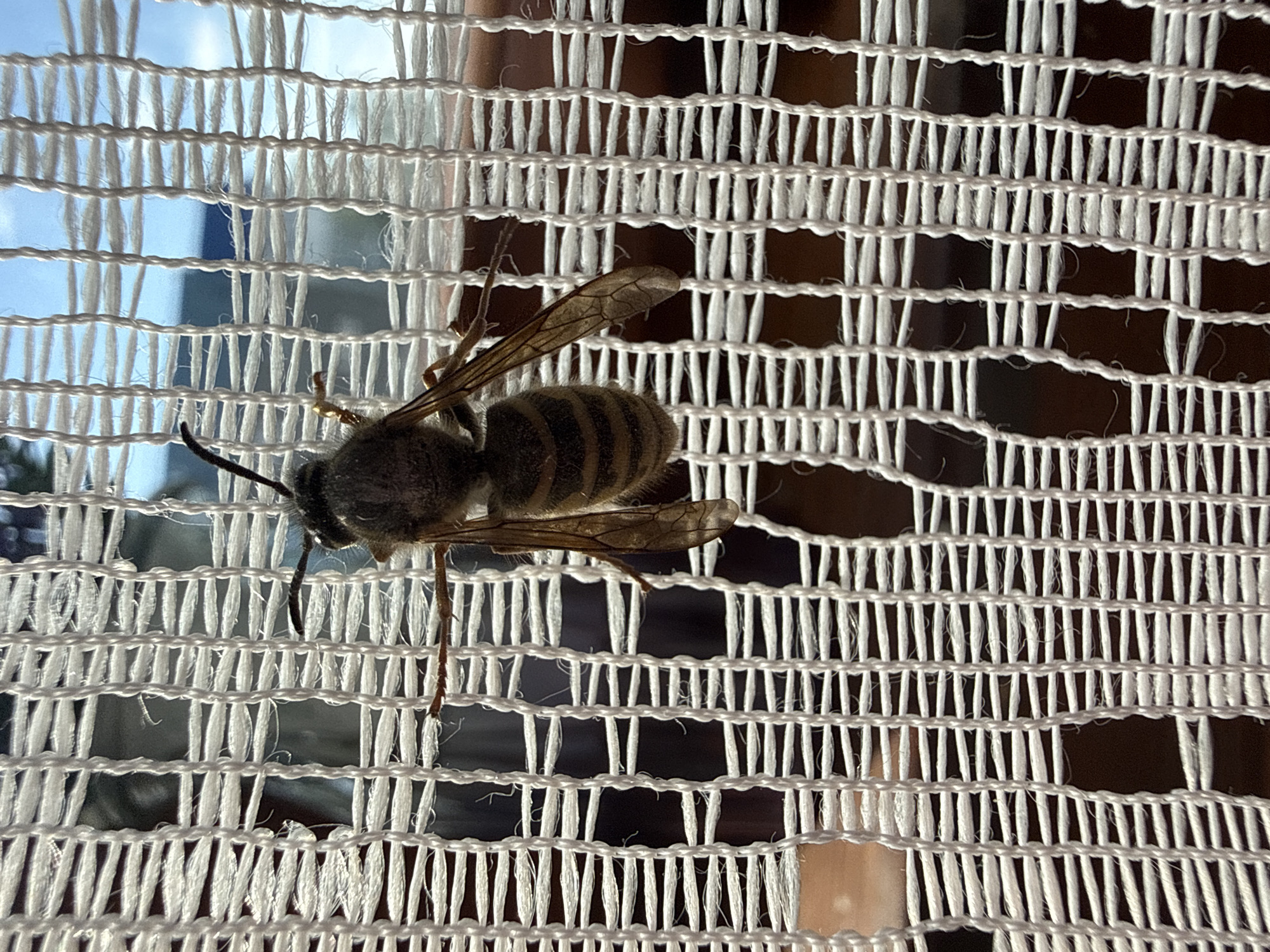 A wasp is clinging to a white, open-weave fabric curtain. The wasp has a fuzzy grey head and thorax and a segmented abdomen with alternating dark and light brown bands. Its wings are translucent and veined. Two antennae protrude from its head. Part of a window and building facade are visible blurred in the background. The location is not discernible from the image.