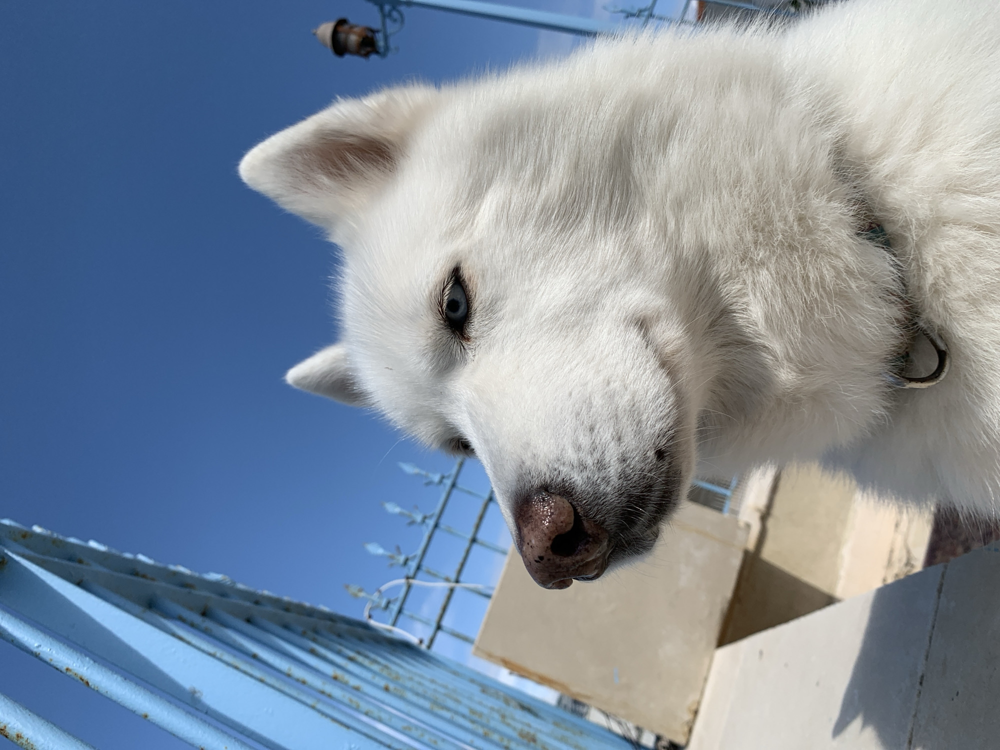 The image presents a close-up, low-angle perspective of a white canine, consistent with a Husky or Samoyed breed, situated outdoors in Tel-Aviv, Israel. The animal occupies the majority of the frame, with its head angled towards the viewer's right, presenting its left profile, and its gaze directed towards the left side of the image. The canine possesses dense white fur, pointed erect ears, and striking blue eyes, partially visible. Its prominent nose is dark brown with visible texture. A multi-colored collar with a silver metallic D-ring is visible around its neck.
The background features a clear, bright blue sky in the upper half. To the left, a light blue metal fence or gate with vertical bars and decorative finials is partially visible, exhibiting areas of rust and weathered paint. A thin white string or wire hangs from the fence structure. Below the fence, a light-colored, possibly concrete or stucco, structure is present, casting distinct shadows indicative of strong direct sunlight. In the upper right portion of the frame, a small, dark object resembling a decorative streetlamp finial or part of a light fixture is visible against the sky, mounted on a curved arm.