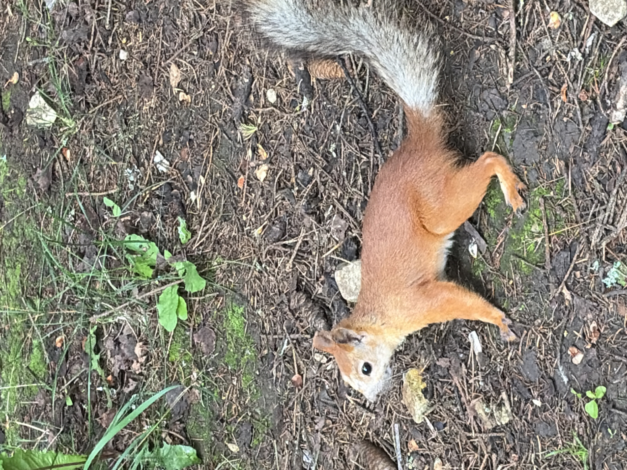 A red squirrel is standing on the forest floor in the city of Osa, Russia. The squirrel is facing left and its tail is curled up over its back. The ground is covered in dirt, leaves, and twigs. There are also some small rocks and green moss on the ground. The squirrel's fur is reddish-brown and its tail is gray with white tips. Its eyes are black and beady.