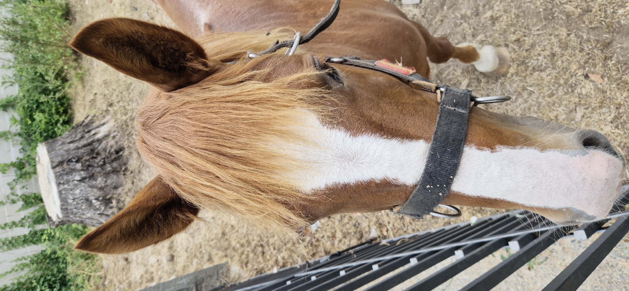The image shows a close-up, overhead view of a brown horse's head and part of its body. The horse has a light brown mane with lighter strands, and a white blaze running down its face. It is wearing a black halter with metal rings. The background consists of dry grass, some green foliage, and a rough-textured, grey log. A metal fence is visible in the lower right portion of the image. The scene appears to be outdoors, possibly in a rural or stable setting. The lighting suggests it is daytime. There is no text visible in the image.