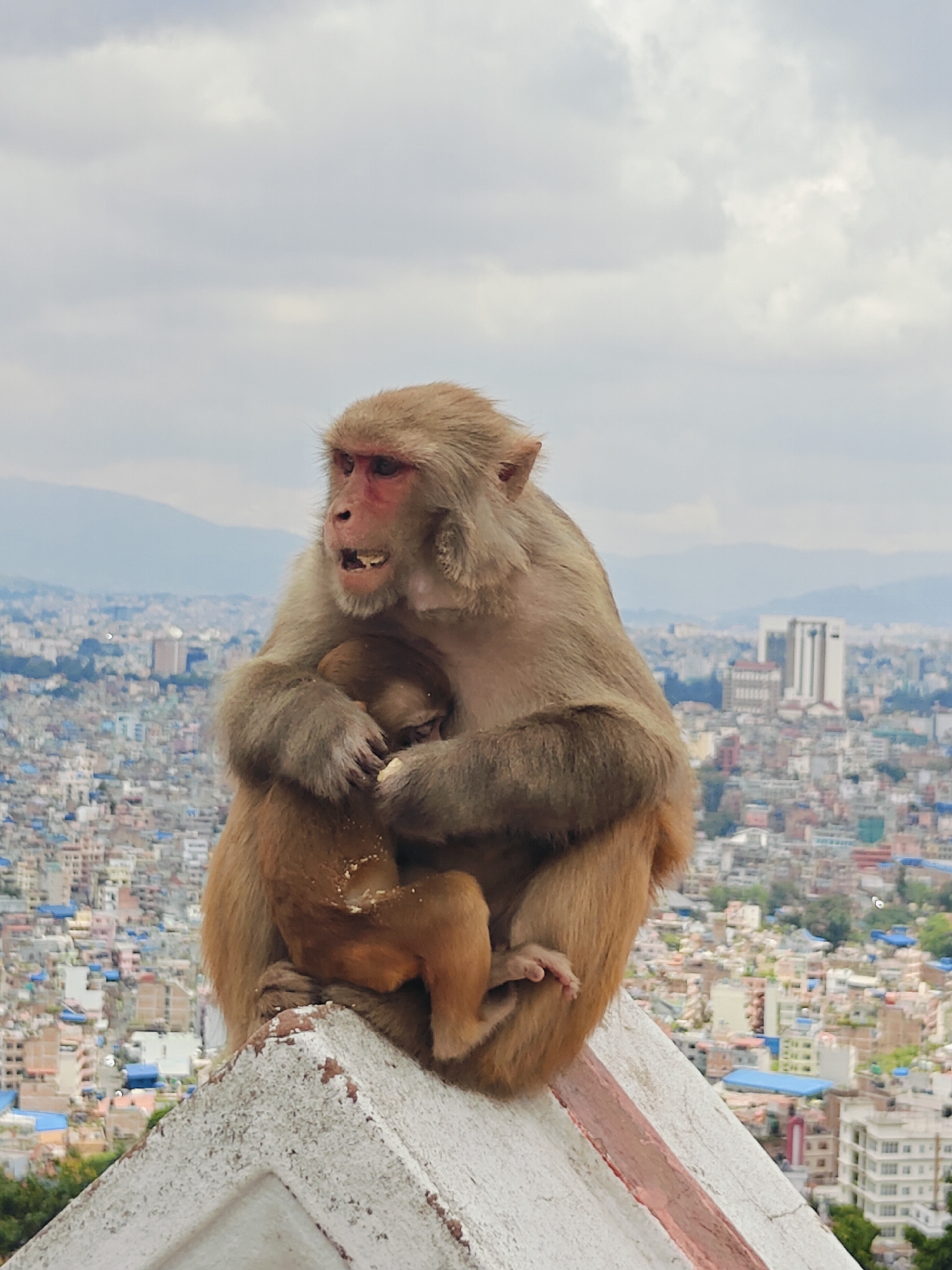 A mother monkey is holding her baby close to her on top of a white structure with red trim, with the city of Kathmandu, Nepal, in the background. The mother monkey is light brown with a reddish face, and her mouth is open, showing her teeth. The baby monkey is smaller and darker brown, nestled in the mother's arms. The city is densely populated with buildings of various colors and sizes, and mountains are visible in the distance. The sky is overcast with clouds.