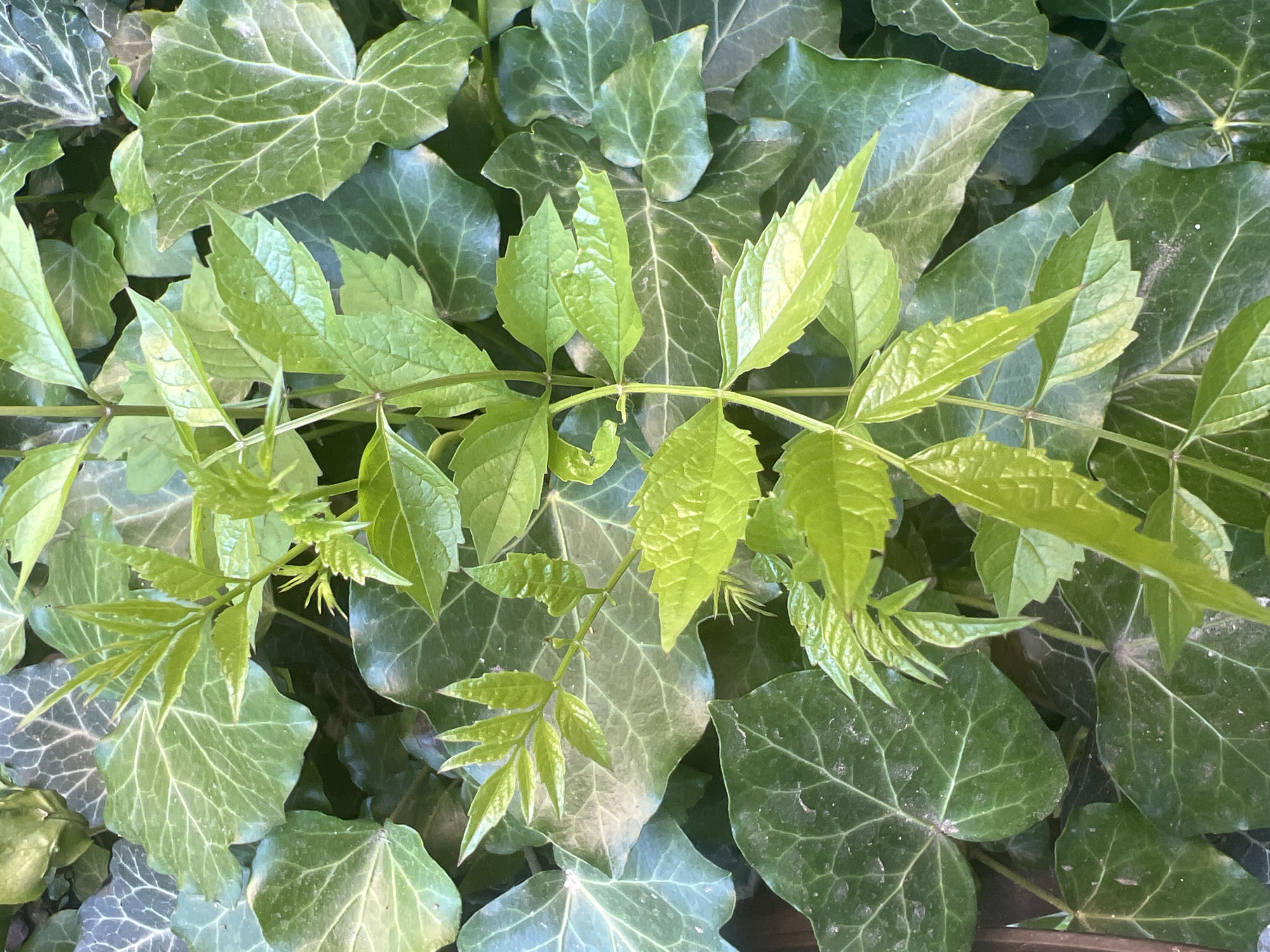 This media file is a close-up, overhead shot of lush green foliage. The primary subjects are two types of green leaves. The most prominent are delicate, bright green leaves on thin stems, arranged in a branching pattern across the center of the frame. These leaves appear to be new growth, with a lighter, almost translucent quality and sharply pointed edges. Interspersed and forming the background are larger, darker green leaves with a more leathery texture and distinct veining. These appear to be mature leaves, likely from a different plant, possibly ivy given their shape and veining.
No people or animals are visible. The image focuses solely on the plant life. There is no clear indication of an activity or event taking place, other than the natural growth of the plants. The lighting suggests it is daytime, with natural light illuminating the leaves. The bright green of the new growth might indicate spring or early summer. There are no visible text elements. The overall impression is one of natural abundance and vitality, with a focus on the textures and shades of green in the plant life.