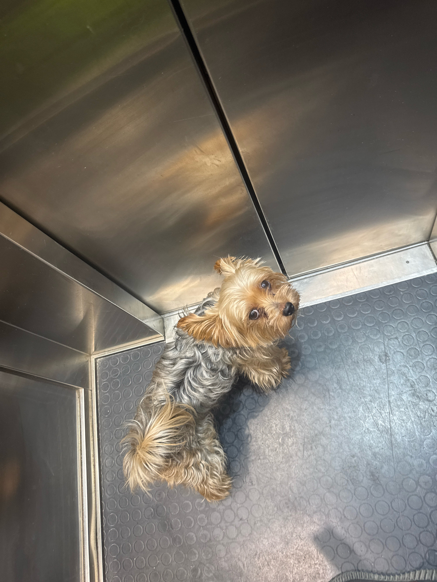 A Yorkshire Terrier dog is standing in an elevator with metallic walls and a textured grey floor. The dog is facing upwards, looking at the camera. Its fur is a mix of grey and tan. The elevator appears to be empty. The location is the Agios Tychona Community, Cyprus.