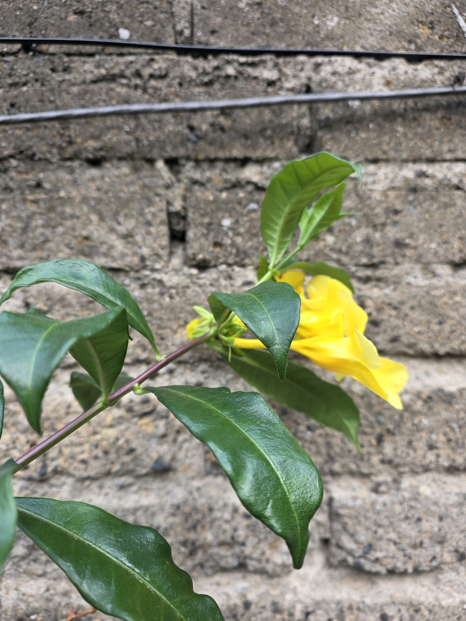 A close-up, vertical, eye-level shot captures a cluster of vibrant yellow flowers and dark green leaves against a weathered, gray brick wall. Two thin, dark wires are stretched horizontally across the upper portion of the frame, suggesting an outdoor, possibly urban, setting. The focus is sharpest on the foreground leaves and flowers, with the background wall softly blurred, indicating a shallow depth of field. The overall lighting is natural and diffused, suggesting it was taken during the day. The scene is devoid of any human presence or activity, presenting a natural element against a man-made backdrop. The location is identified as Bojongsoang, Indonesia.