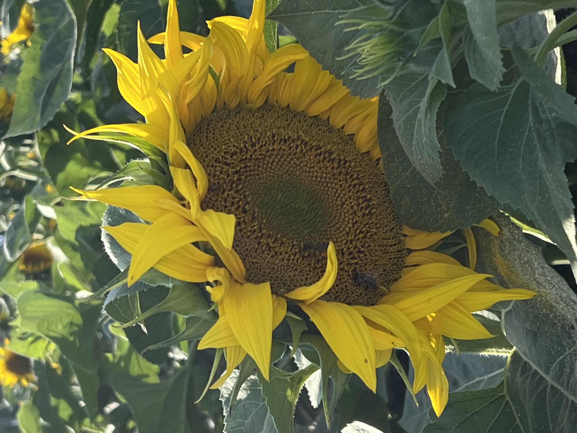 A close-up shot of a sunflower in Újezd u Brna, Czechia, shows its large, yellow petals unfurling around a brown, seed-filled center. Two small bees are visible on the sunflower's face, actively collecting pollen. The sunflower is surrounded by its own large, green leaves and the leaves of other sunflowers in the field. The lighting suggests it is daytime, with sunlight illuminating the scene.