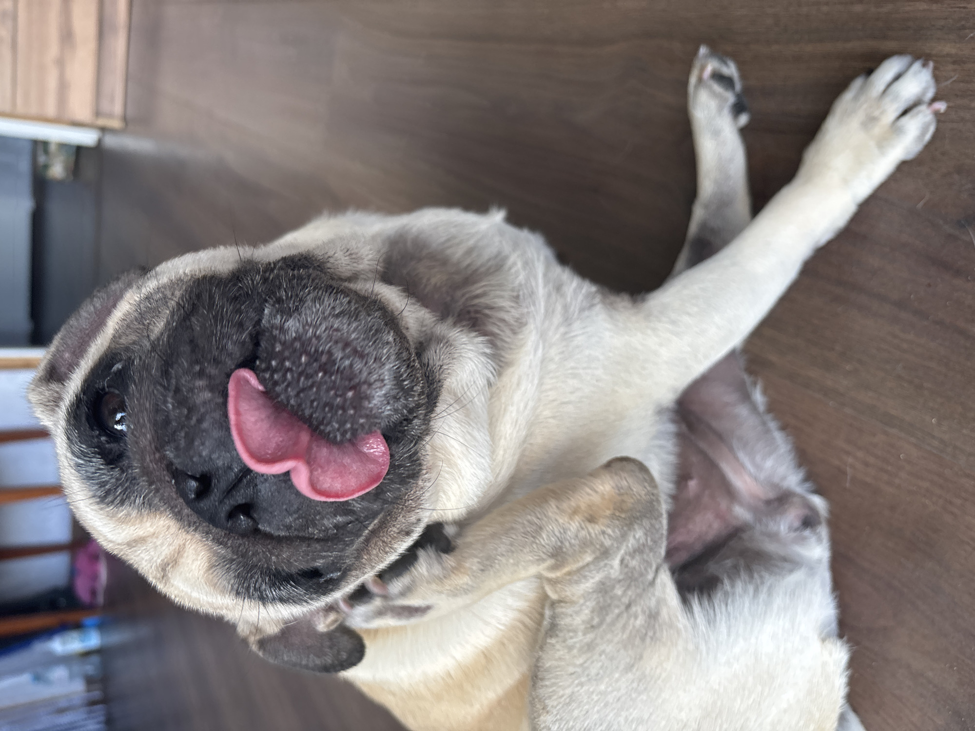 A pug dog is sitting on a wooden floor, scratching its neck with its hind leg. The dog's tongue is sticking out. The background is blurred and shows a room with furniture.