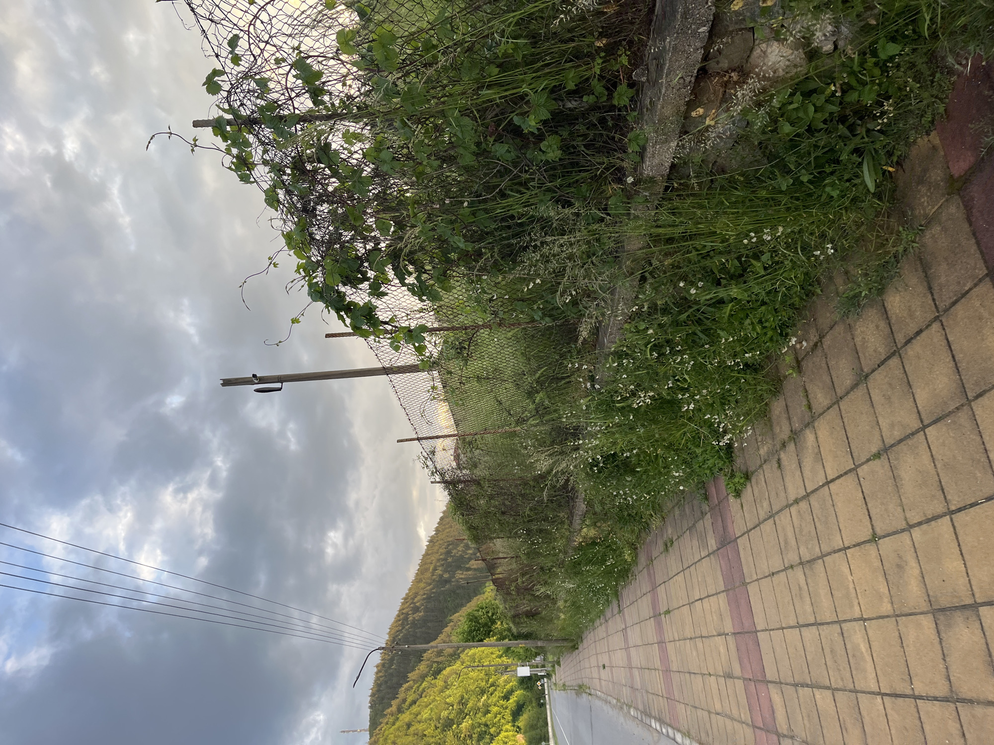 The image depicts a sidewalk adjacent to a road with an overgrown fence and vegetation on the right. The sidewalk is made of yellow and red rectangular tiles. A chain-link fence runs along the right side of the sidewalk, heavily covered with vines and grass. Beyond the fence, there is a grassy area leading to a forested hill. In the background, rolling hills covered with trees are visible. Overhead power lines are seen on the left side of the image against a cloudy sky. The scene appears to be taken in a rural or suburban area, likely in Zlatograd, Bulgaria, based on the information given. No people are visible in the image.