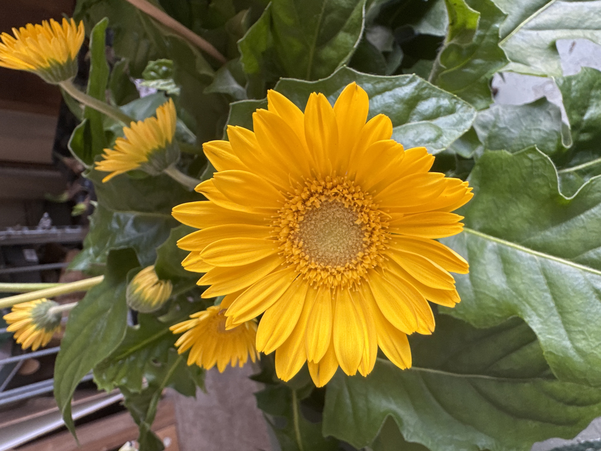 This image shows a close-up of several bright yellow Gerbera daisies with vibrant green leaves. The central focus is a large, fully bloomed Gerbera daisy with numerous petals radiating from a textured center. Several other smaller buds and blooms are visible in the background, along with the plant's characteristic large, textured green leaves. The background appears to be indoors, with hints of a metal shelf and possibly wooden structures, suggesting the plant is in a home or greenhouse setting. There are no people visible in the image. The lighting suggests it might be natural light filtering into an indoor space. The scene is entirely devoid of any elements that would indicate a specific location within the city of Ferwert, Netherlands.