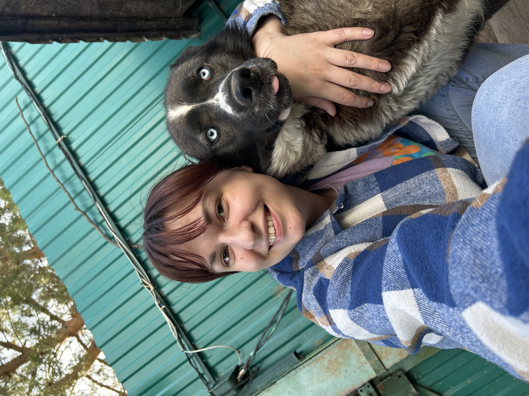 This image is a selfie taken from a low angle, featuring a smiling woman and a dog, likely outdoors in Фоки, Russia.
The woman, a young adult with dark reddish-brown hair and bangs, is smiling broadly at the camera, conveying a cheerful emotion. She is wearing a blue, white, and brown plaid flannel shirt over a lighter top. Her hands are seen gently holding or petting the dog.
The dog, nestled close to the woman, has black and white fur, including a white blaze down its snout. Its most striking features are its bright, piercing blue eyes and a small pink tongue playfully sticking out. The dog appears content and engaged with its human companion.
The background consists mainly of a corrugated metal roof, painted a distinct teal or light green color, with several wires or cables strung across it. To the left, part of a tree with branches and a bright sky are visible, indicating that the photo was taken during the daytime in an outdoor or semi-outdoor setting. The overall mood of the image is affectionate and happy. There is no visible text.