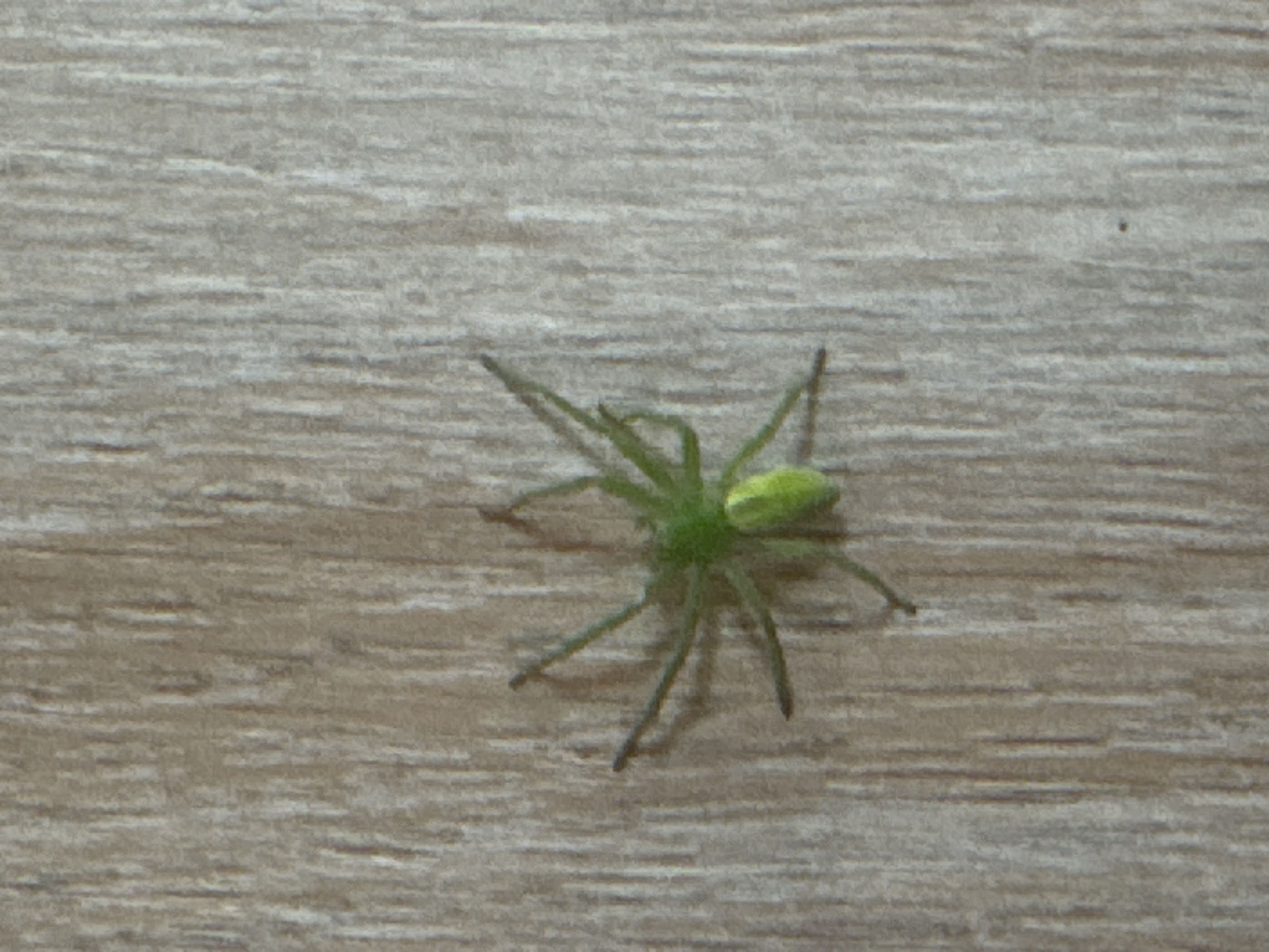 A green spider is centered on a surface with a wood grain pattern. The spider has eight legs and a bulbous body. The background is out of focus. There is no indication that this image was taken in Rusalevka, Russia.