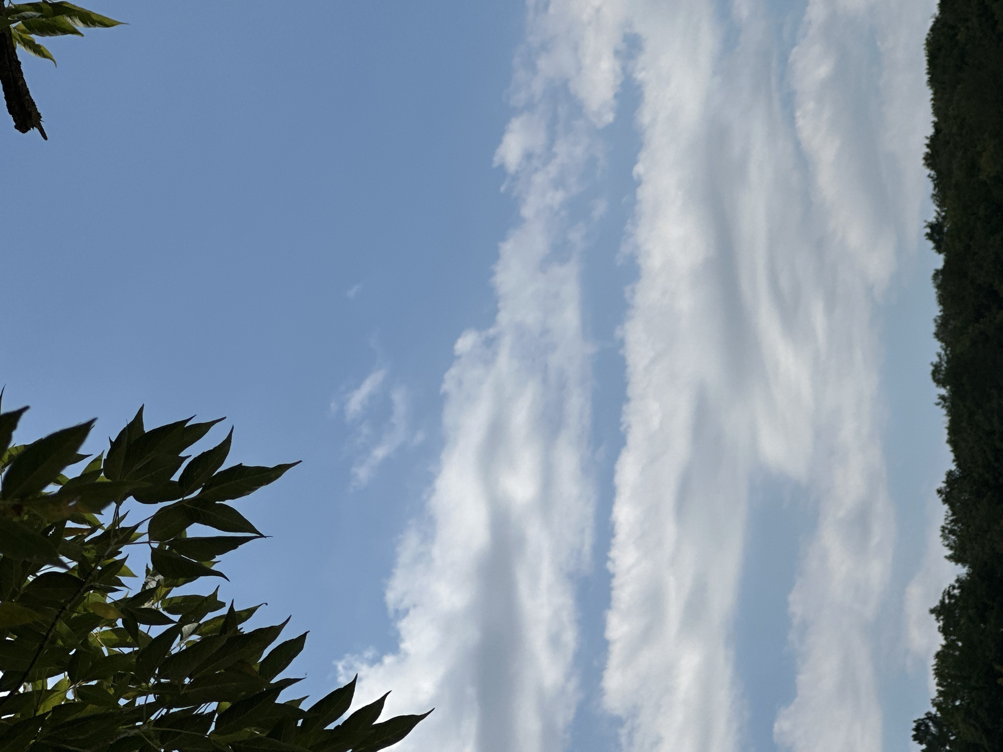 A low-angle shot captures a clear blue sky above a dense line of dark green trees. Wispy, white clouds stretch horizontally across the mid-ground. In the upper left corner, the dark green leaves and a branch of a tree hang into the frame. In the upper right corner, a dark branch with a few green leaves is visible against the sky. The image is taken outdoors, likely in the village of Makiv, Ukraine, as indicated by contextual information.