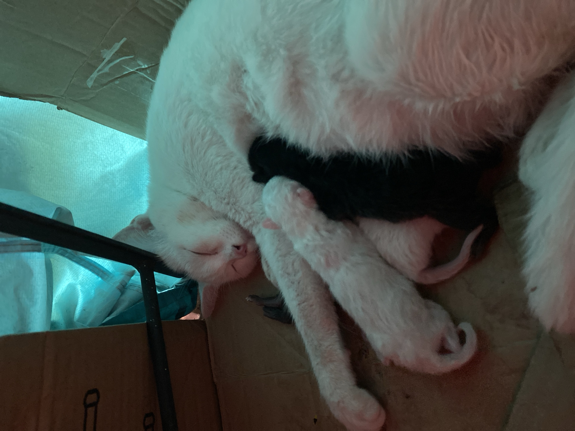 A white cat rests with several kittens. At least two of the kittens are white, and one is black. They are lying in a cardboard box. There is a metal frame to the left of the box. A blue fabric is visible behind the box. The location is Da Lat, Vietnam.
