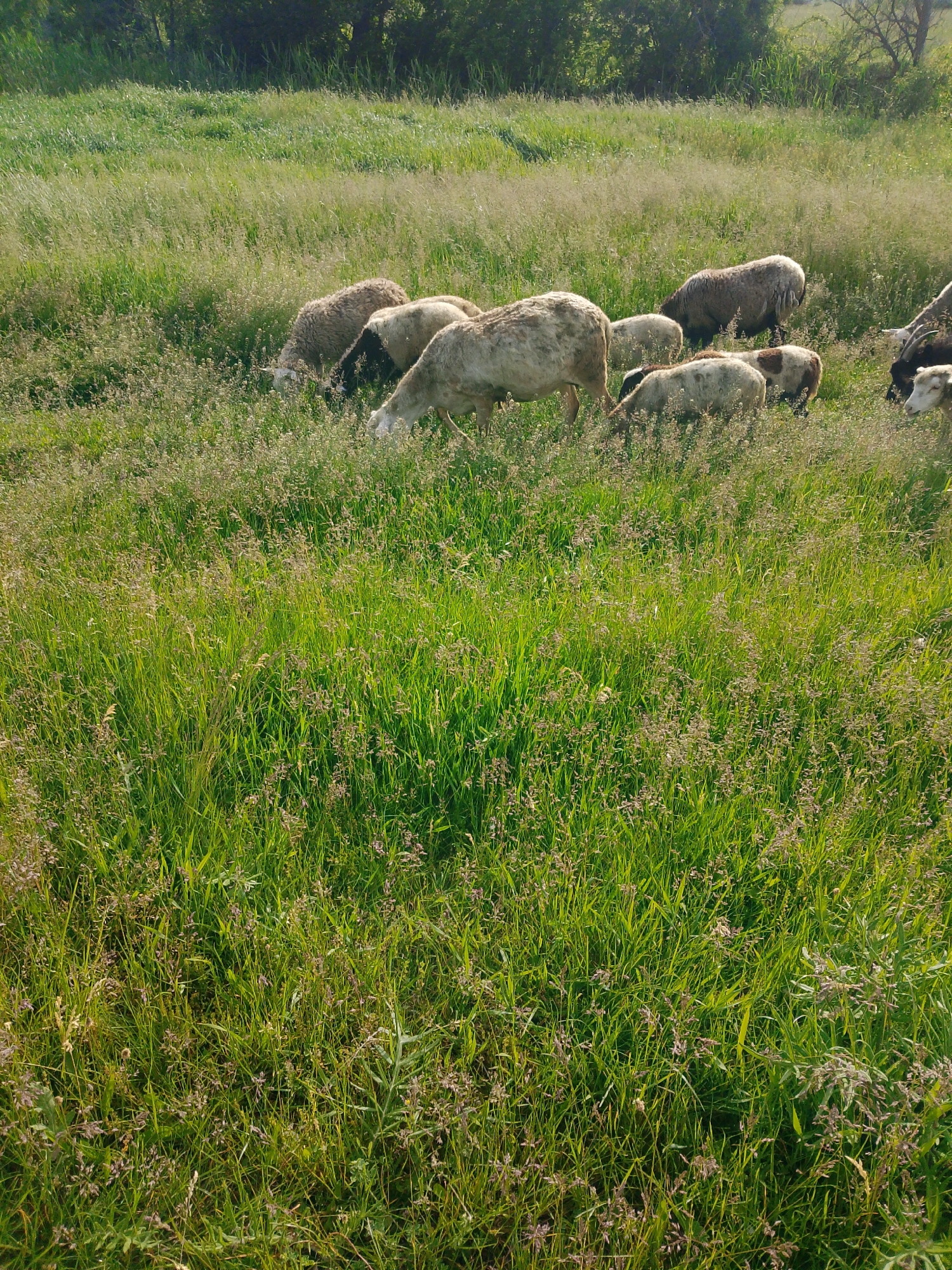 A flock of sheep is seen grazing in a lush, overgrown green field under natural daylight. The image is taken from a slightly elevated perspective, looking down into the field, with the sheep scattered across the mid-ground. Most of the sheep are light-colored, ranging from off-white to a light brown or grey, though some have darker markings or are entirely dark brown/black. Their heads are mostly down, indicating they are actively eating the tall, diverse grasses that dominate the field.
The pasture features a rich variety of green grasses, intermingled with numerous light-brownish or purplish seed heads, suggesting a natural and untended environment. In the background, a dense line of green trees and bushes forms the horizon, adding to the rural setting. The lighting appears soft and natural, typical of daytime, possibly morning or late afternoon, creating a calm and serene atmosphere. No human figures, man-made structures, or visible text are present in the image. The scene captures a tranquil moment of animal life in a verdant landscape.