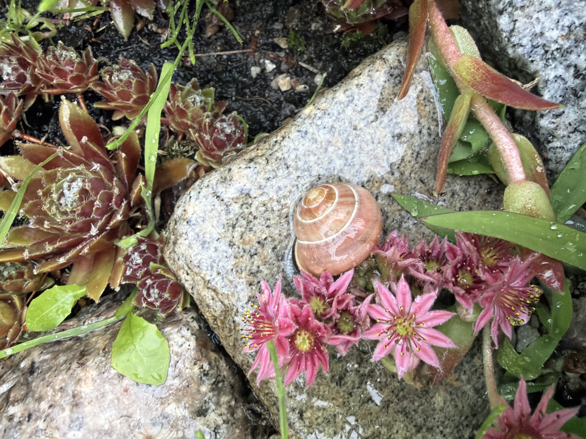 The image depicts a close-up of a garden scene, possibly in Дорожный, Russia, after a rain. The focus is on a snail shell resting on a wet, grey, speckled rock. Surrounding the rock are several pink succulent flowers with yellow stamen, appearing delicate and somewhat clustered. Green, elongated leaves and other succulent plants with reddish-brown rosettes are visible in the background, with some showing small water droplets. The ground appears to be dark soil mixed with small stones. The overall impression is one of a natural, damp, and tranquil outdoor setting.