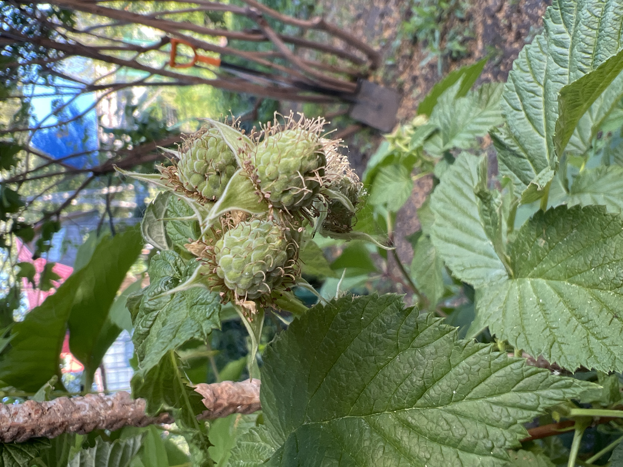 In a garden setting in Mochishche, Russia, an up-close, eye-level shot focuses on a cluster of developing green raspberries on a thorny bush. The raspberries, still unripe, are small and spherical, with visible pistils extending from them. Large, textured green leaves of the raspberry bush frame the fruit, some with slightly serrated edges. The background is a blur of natural elements, including more green foliage, thin tree branches, and the earthy texture of the ground. In the distance, a portion of a building with a pink roof is visible, as is a bright blue tarp draped over something. An orange-handled shovel leans against a tree trunk in the middle ground. The lighting suggests it is daytime, with soft sunlight filtering through the leaves. There are no people or animals present in the image.