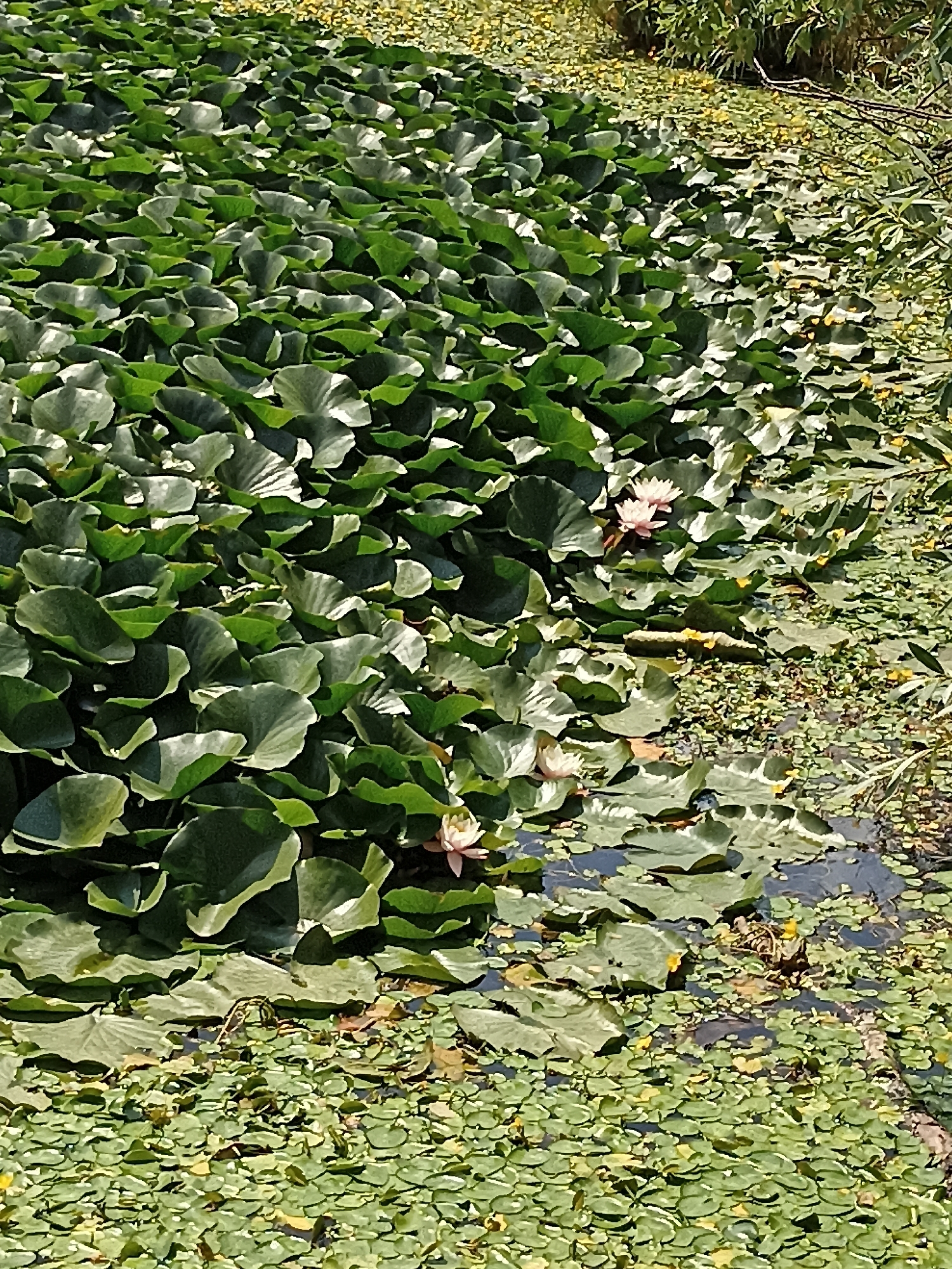 The image depicts a close-up, high-angle view of a body of water covered predominantly with large, green lily pads. The lily pads are densely packed, creating a textured surface that obscures most of the water. A few pale pink water lilies are visible amongst the pads, adding a splash of color to the scene. The water's edge is visible on the right side of the image, where it meets a densely vegetated bank. The scene appears to be a natural pond or slow-moving body of water. This image was taken at Lake Beskhety in the city of Lermontov, Russia.
