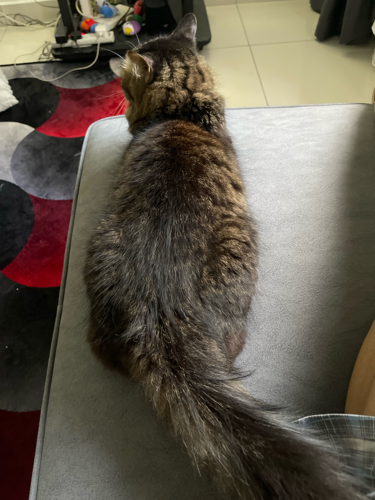 A long-haired, tabby cat is lying on a gray sofa. The cat is viewed from above, facing away from the camera. The cat's fur is a mix of brown, black, and tan. Its tail is long and fluffy. In the background, a desk with a computer monitor and various objects is visible. A patterned rug is on the floor. The scene appears to be indoors, likely in a residential setting in Kuala Lumpur, Malaysia.