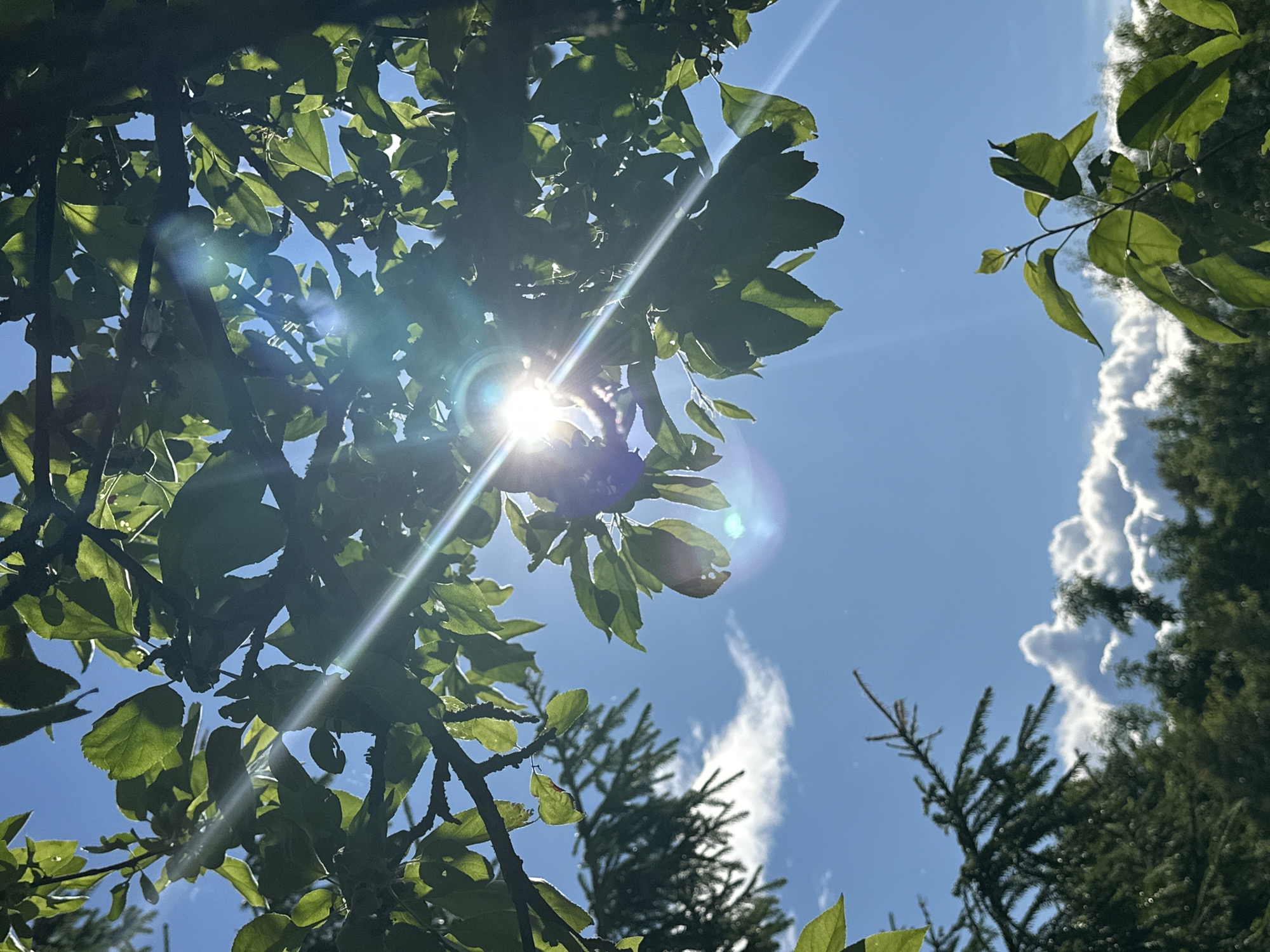 The image captures a sun-drenched sky peeking through the branches and leaves of trees, with a clear blue sky serving as the backdrop. The sun is prominently featured, its bright rays fanning out across the frame, creating lens flare effects. These flares are visible as streaks of light and circular glints, suggesting the sun is directly in or near the camera's line of sight. Lush green foliage, primarily leaves and branches, dominates the foreground and midground, creating a natural canopy. Some leaves appear darker, indicating they are in shadow, while others are illuminated by the sunlight. In the background, the dark green needles of coniferous trees are visible, along with fluffy white clouds scattered across the sky. The lighting suggests it is daytime, likely midday or early afternoon, given the intensity of the sun and the clear skies, though scattered clouds are present. The overall impression is one of a bright, sunny day in a natural, outdoor setting, possibly a park, forest, or garden. The image conveys a sense of warmth and the natural beauty of sunlight filtering through trees. No people, text, or specific activities are depicted. The location context of Piriutino, Russia, implies this scene is set within that geographical area.
