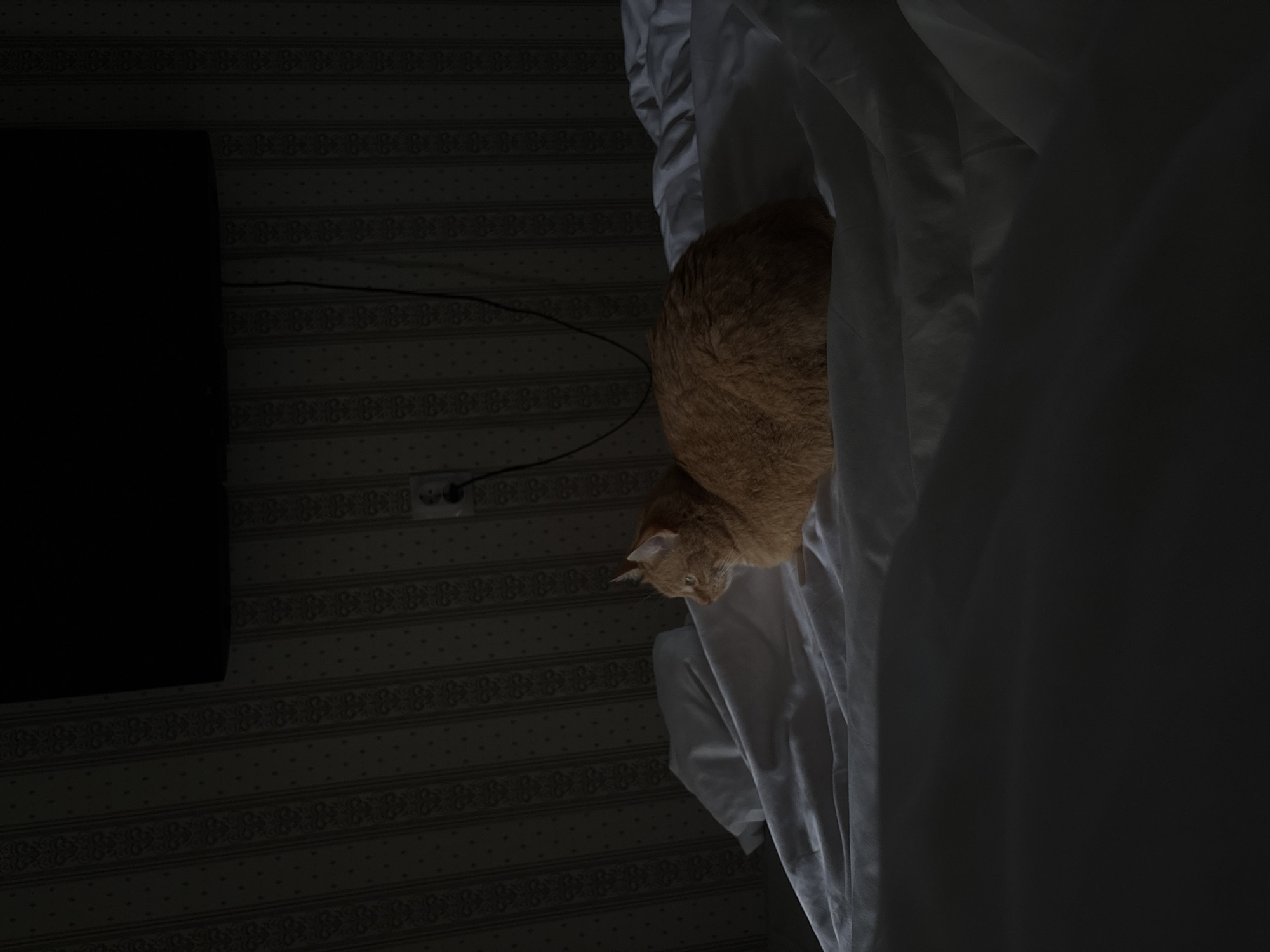 An orange cat is resting on a rumpled white bed. The cat is facing left with its head turned slightly towards the viewer. The bed is in a dimly lit room, with the wall behind it decorated with a striped wallpaper pattern. A dark rectangular object, possibly a television, is mounted on the wall above the bed. A power outlet and a cord are also visible on the wall. The lighting in the room creates a strong contrast, with the cat and part of the bed brightly illuminated while the rest of the scene is in shadow.