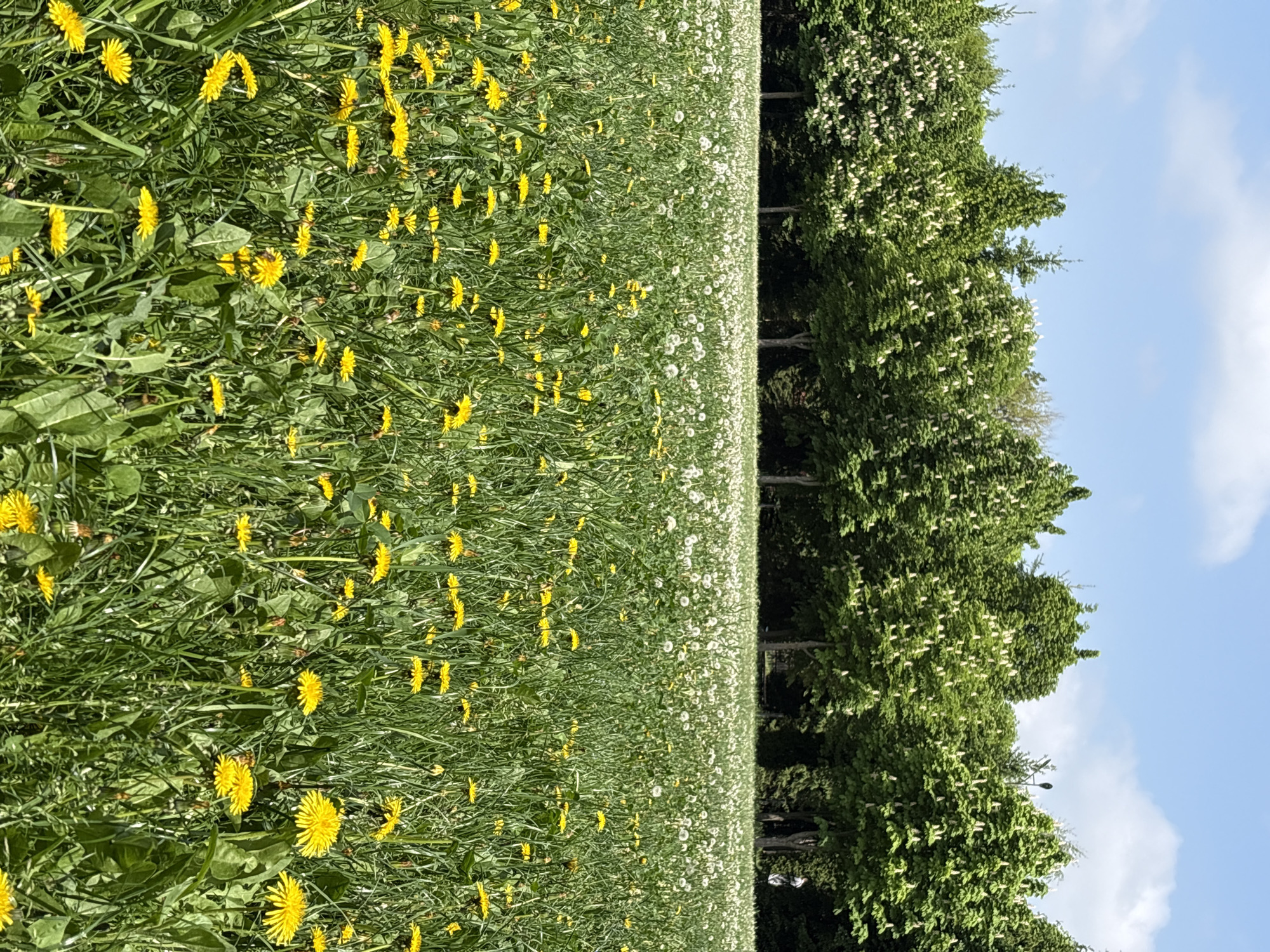 The image depicts a field of grass with yellow dandelions and white wildflowers in Hatne, Ukraine. A row of trees lines the right edge of the field, with a blue sky and white clouds visible above the trees. A lamppost is visible amongst the trees. The scene appears to be outdoors on a sunny day. No people are visible in the image.
