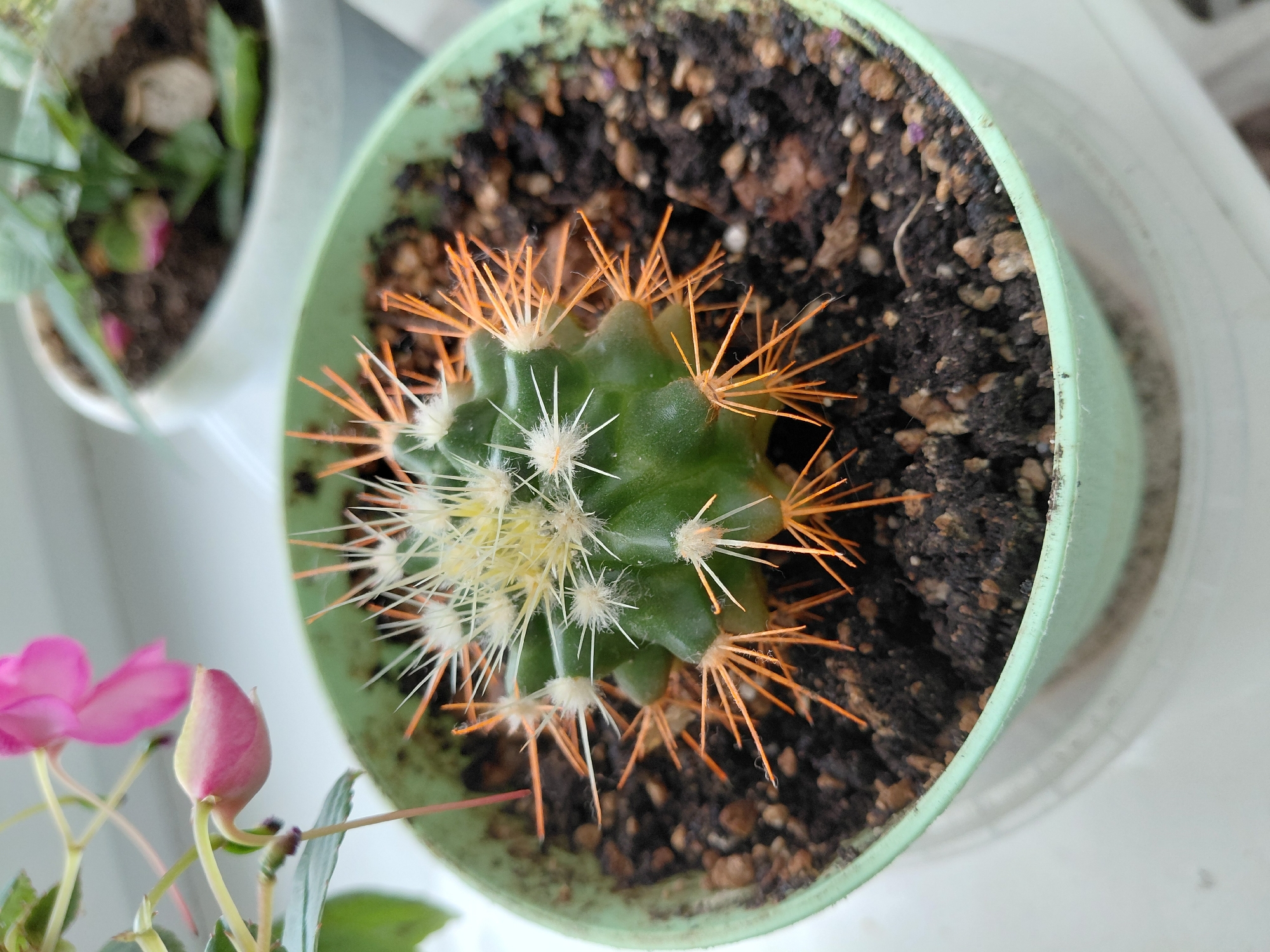A high-angle, close-up shot shows a potted cactus with orange and white spines. The cactus sits in a light green pot filled with dark soil. A pink impatiens flower and bud are visible in the lower left corner. In the background, another plant in a white pot can be partially seen. The location is difficult to determine from the image. No human elements, interactions, or specific environment details indicative of Nadym, Russia, are identifiable.