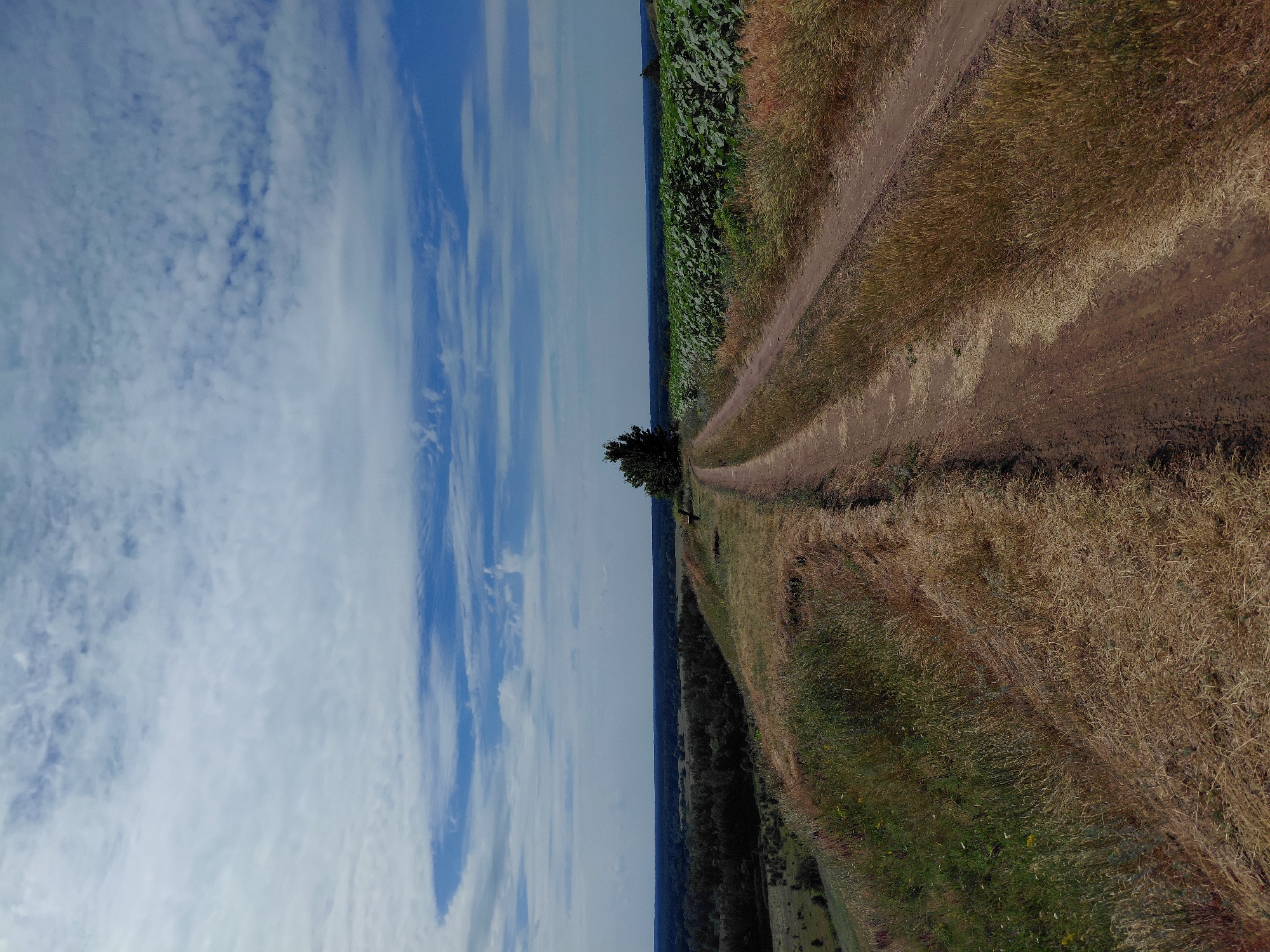 The image depicts a dirt road winding through a grassy hillside under a partly cloudy sky. The road itself is a light brown, appearing well-traveled, with two distinct tracks visible. On the left side of the road, the grass is a mix of green and dry, golden hues, with some scattered wildflowers. Further down the slope to the left, a dense forest stretches across the landscape, meeting a hazy horizon. To the right of the road, a field of green crops, possibly sunflowers, extends into the distance. A lone tree stands atop the hill near the intersection of the two roads. A wooden bench is visible on the left side of the road, near the top of the hill, offering a place to rest and take in the view. The sky is a vibrant blue, punctuated by scattered white clouds with darker undersides.