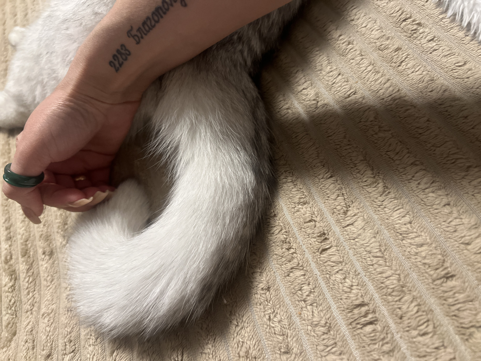 A close-up shot features a person's left hand resting on a furry, white and gray tail, presumably belonging to an animal. The hand has a tattoo of "2283 Благополу" on the inner forearm. A green ring adorns the ring finger. The scene is set on a textured, beige blanket. No specific location within the city of Unknown, Unknown is discernible.