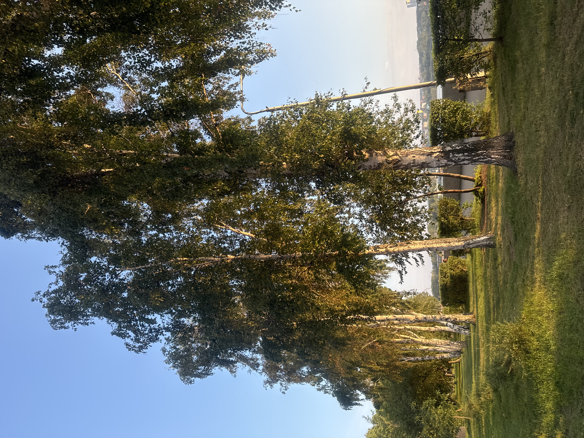 The image depicts a park scene in Irkutsk, Russia, with a row of birch trees lining a pathway. The trees are in full foliage, with sunlight filtering through their leaves, casting dappled shadows on the grassy ground. A lamppost is visible amongst the trees. In the background, a body of water, likely the Angara River, can be seen, with buildings on the opposite bank. The sky is clear and blue. There are no people or animals visible in the scene. The overall impression is one of a tranquil, sunlit park on a pleasant day.