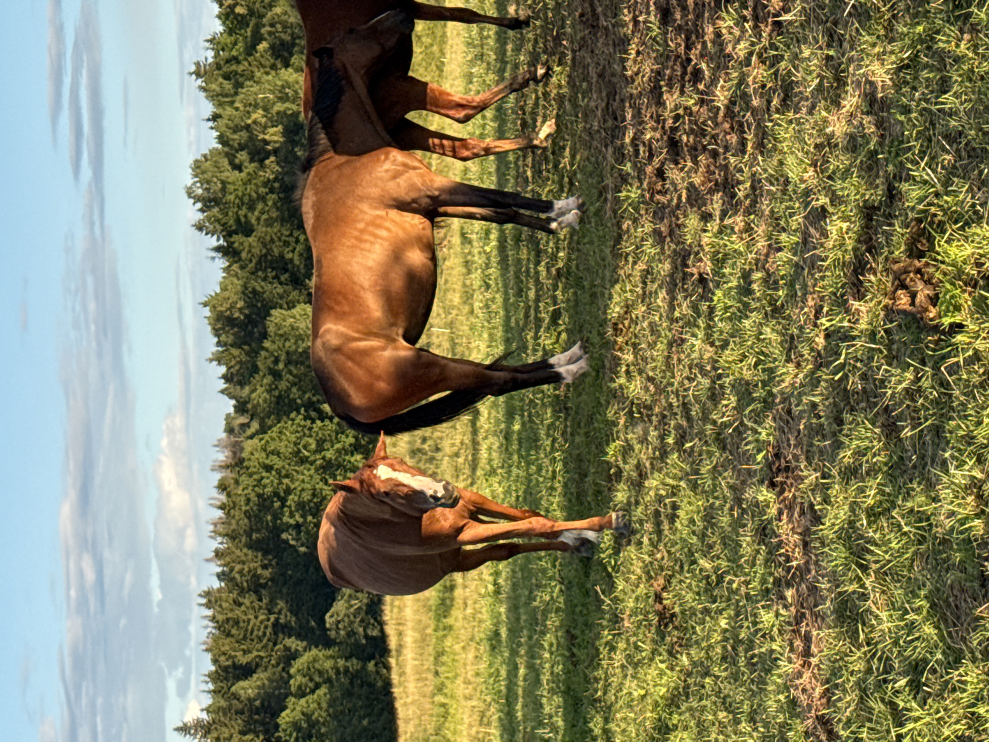 In the city of Galinė, Lithuania, on a sunny day, three horses stand in a grassy field with a line of trees in the background. The horse in the foreground is a chestnut color with a white blaze on its face and white socks on its legs. It is facing the viewer and appears to be sniffing the ground. The second horse, also chestnut, stands to its right, facing away from the viewer. The third horse, partially visible to the right of the second horse, is a darker chestnut color. The sky above is blue with some white clouds. The grass is green and appears to be unevenly mown. The image was taken in a rural area with a backdrop of trees.