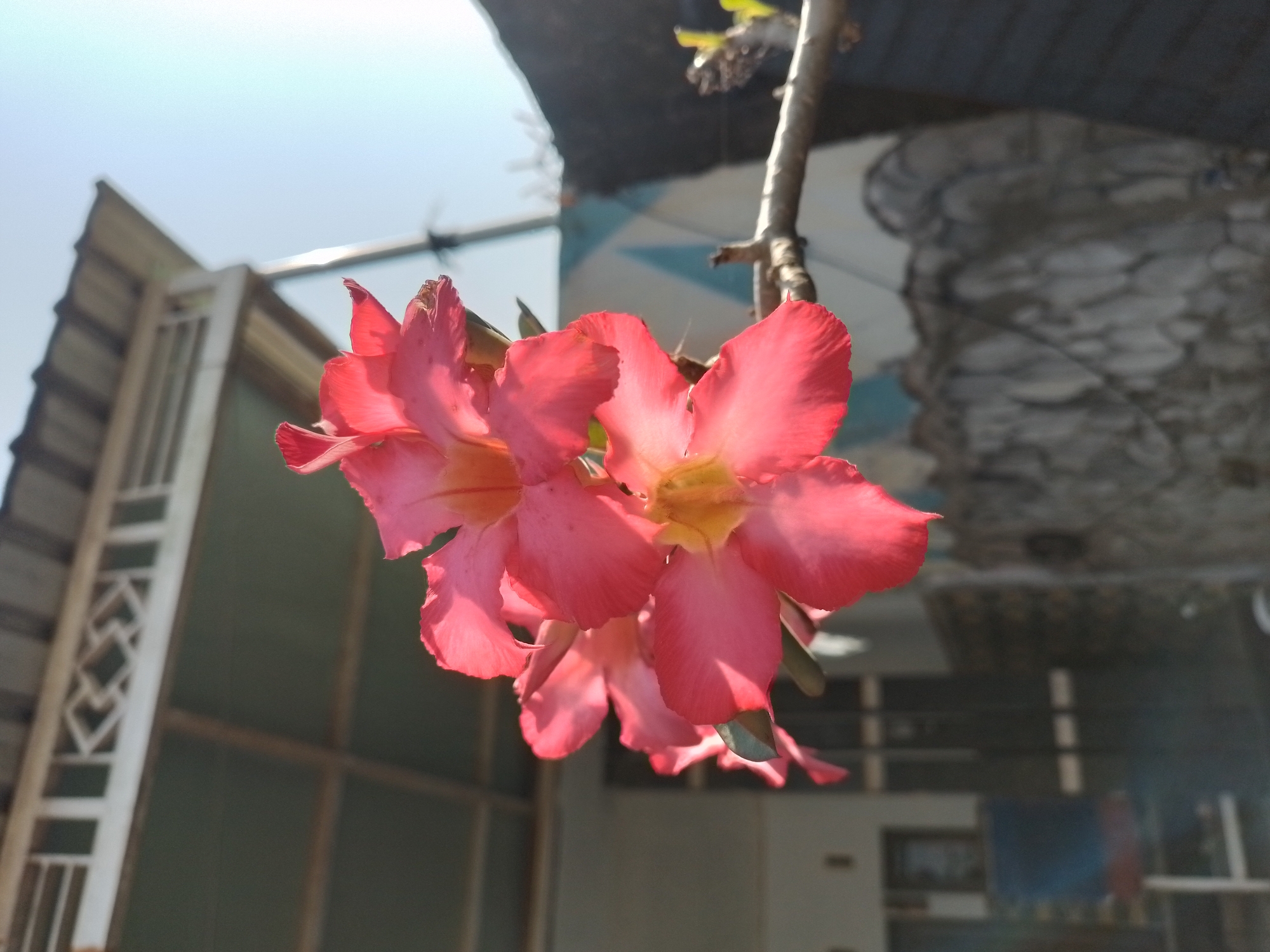 The image shows a cluster of pink desert rose flowers in close-up, with their vibrant petals catching the sunlight. In the background, out of focus, is a portion of a house with a tiled roof and a white decorative lattice. The setting appears to be outdoors, possibly a garden or yard, with a stone wall and some greenery visible. The overall impression is one of natural beauty contrasted with the built environment. The location is specified as Ngancar, Indonesia.