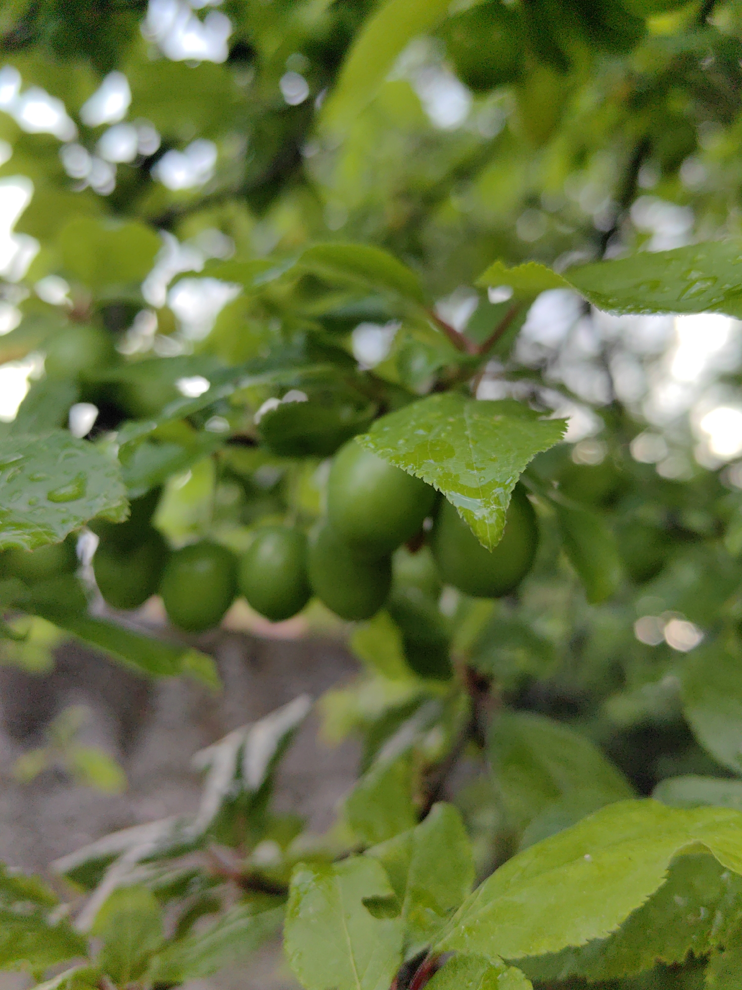 The image depicts unripe green plums hanging from a tree branch with several green leaves. Many of the leaves and plums have water droplets on them. The background is blurry, showing other leaves and branches, along with what appears to be a grey wall. The location is in Slatina, Bulgaria.