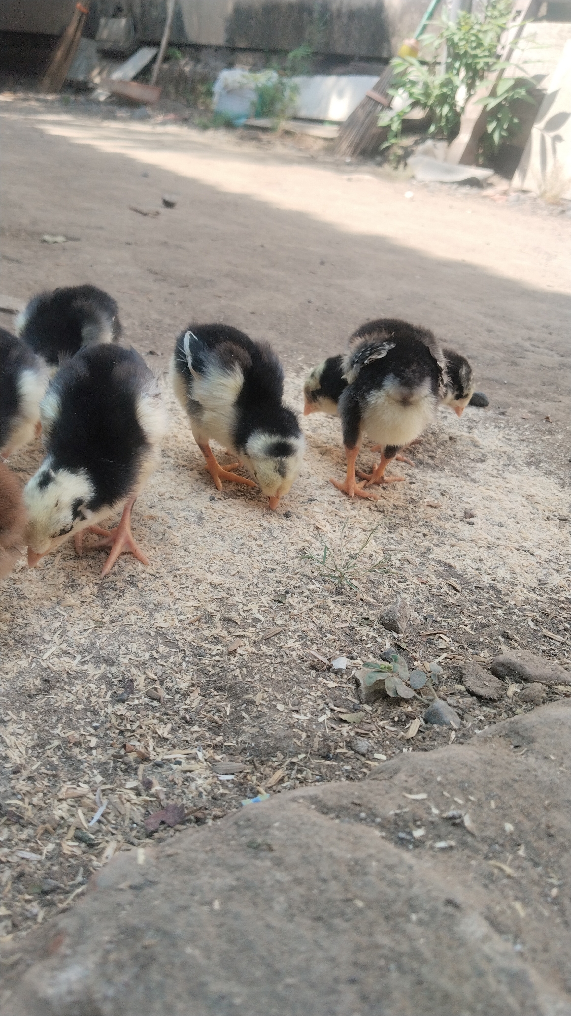 The image depicts a group of five young chickens foraging on the ground in what appears to be a dusty, outdoor environment. The chickens are small, with a mix of black and yellow/white feathers. They are standing on a surface covered with wood shavings and dirt. In the background, there are blurred elements suggesting a rustic or rural setting, possibly near a building with some greenery and construction materials. The overall scene is captured in natural daylight, with shadows indicating the sun's position. The location is specified as Buduan, Indonesia.