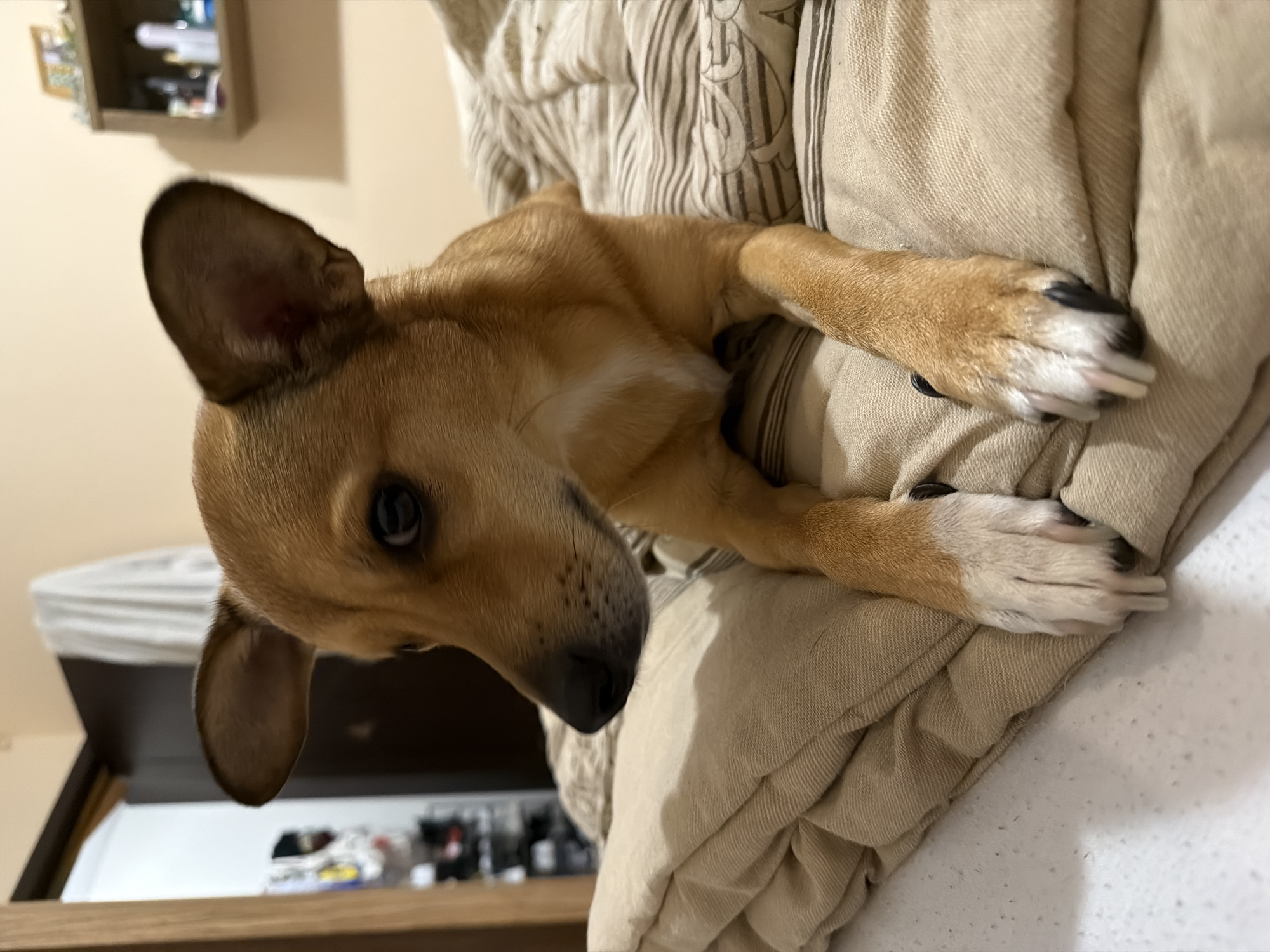 A tan-colored dog with large ears is lying on a bed covered with beige and striped linens. The dog's paws are white-tipped, and it is looking to its left. In the background, a closet door and shelves with bottles and a framed picture are visible. The location is not specified as Plovdiv, Bulgaria.