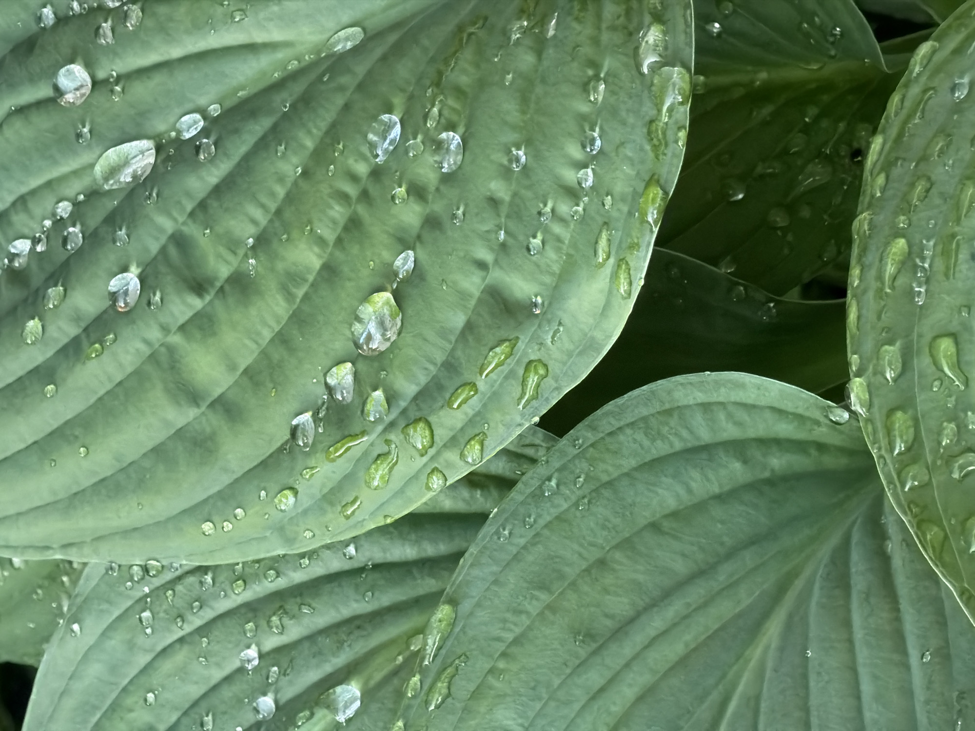 The image is a close-up, high-angle shot of large, ribbed green leaves covered in numerous water droplets. The leaves appear to be hosta leaves, a common garden plant. The water droplets range in size from tiny specks to larger, more defined beads, some reflecting light. The texture of the leaves is visible, with prominent veins running parallel to each other. The lighting is soft, suggesting an overcast day or shade. There are no people or animals visible. The image does not contain any information that would allow for its specific location within Saint Petersburg, Russia, or any other city. It is a purely botanical close-up.
