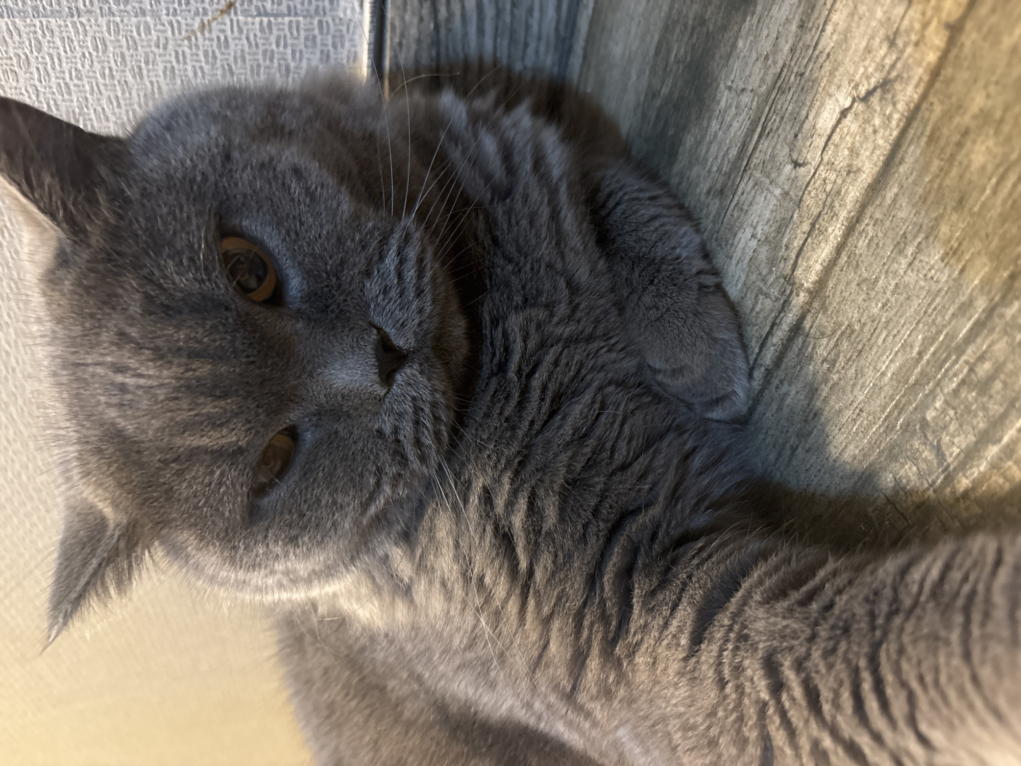 A close-up, angled shot shows a gray cat with copper-colored eyes lying on a surface that appears to be wood or laminate flooring with a linear grain pattern. A textured wall or panel is partially visible in the upper left corner of the frame. The cat is facing the camera with a relaxed expression.