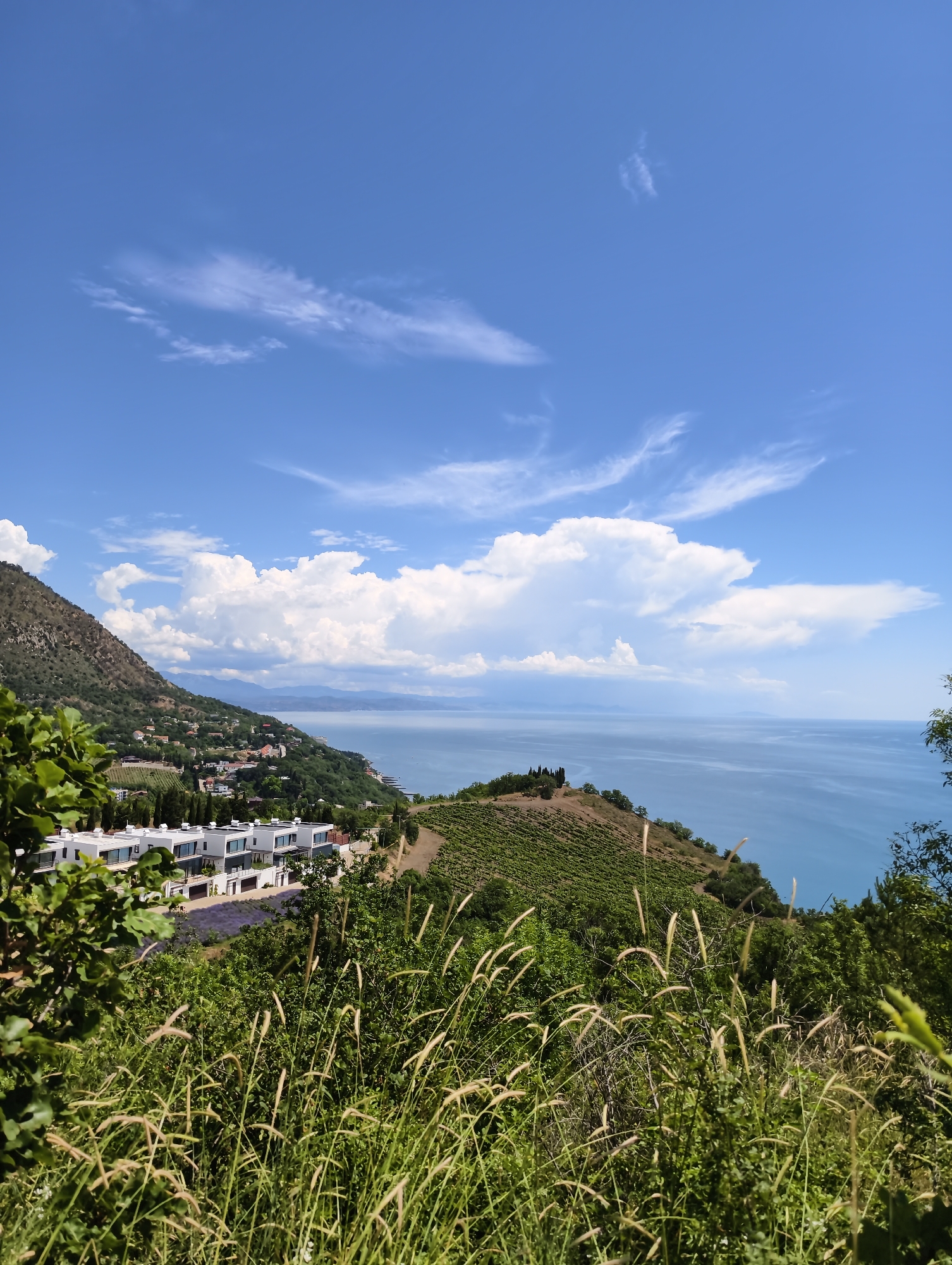 The image depicts a panoramic view of a coastal landscape in Lazurnoe, Ukraine, under a bright blue sky with scattered white clouds. In the foreground, tall, dry grasses sway gently. Behind them, a modern residential complex with white, cube-shaped buildings is visible, nestled against a hillside. Further up the slope, a vineyard stretches across the landscape, and a small town with red-tiled roofs is scattered along the coast. The azure sea extends to the horizon, meeting a hazy mountain range in the distance. The scene is bathed in sunlight, suggesting a clear, warm day.