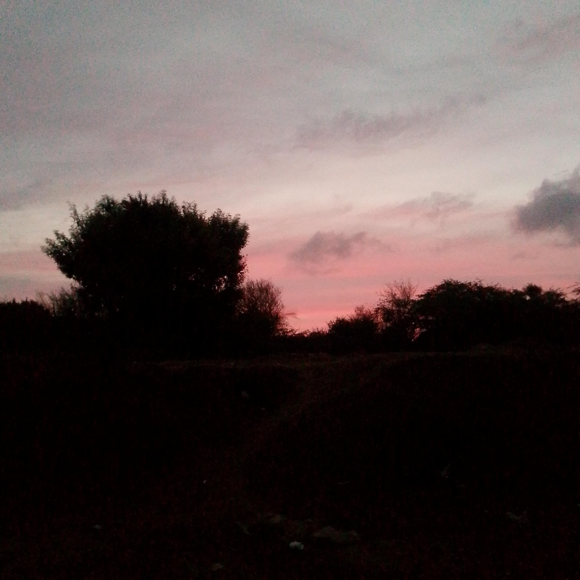 The image depicts a landscape at twilight, possibly in the city of Altagracia, Venezuela. The sky exhibits a gradient from grey to pink with scattered clouds. Silhouetted trees and vegetation dominate the midground, their forms indistinct against the fading light. The foreground appears dark and indistinct, potentially composed of ground or low-lying vegetation. No people, specific subjects, identifiable objects, actions, or interactions are visible.