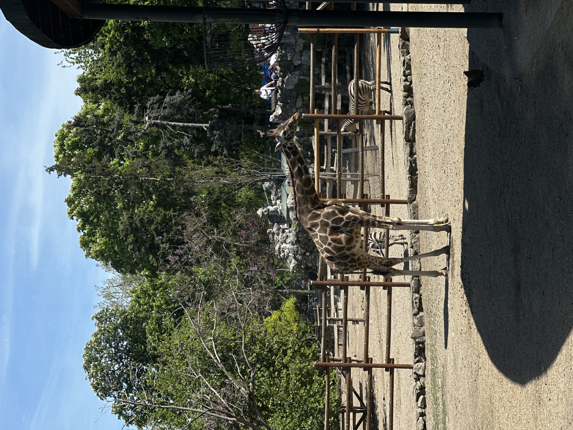 The image shows a giraffe and a zebra in an enclosure at the Belgrade Zoo in Belgrade, Serbia. The animals are behind a wooden fence with a rocky border. Trees and other greenery surround the enclosure. People are visible on a raised platform in the background. A bird is standing on the ground in the foreground. A shadow is cast on the ground. The sky is blue.