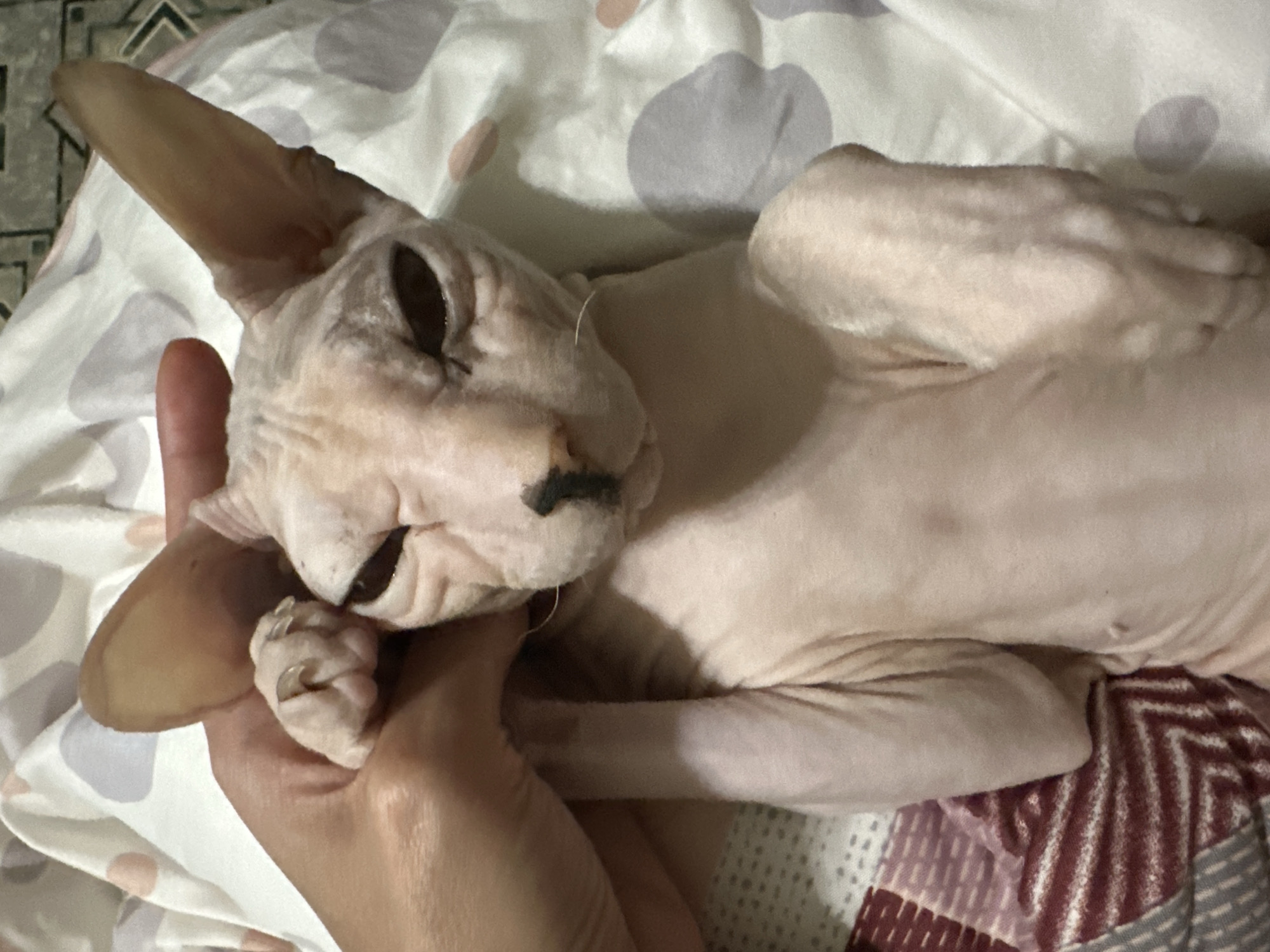 A sphynx cat is lying on its back on a blanket with a polka dot pattern and a striped pattern. A human hand is holding the cat's left paw, with the claws extended. The cat's eyes are closed. The image was taken in Togliatti, Russia.
