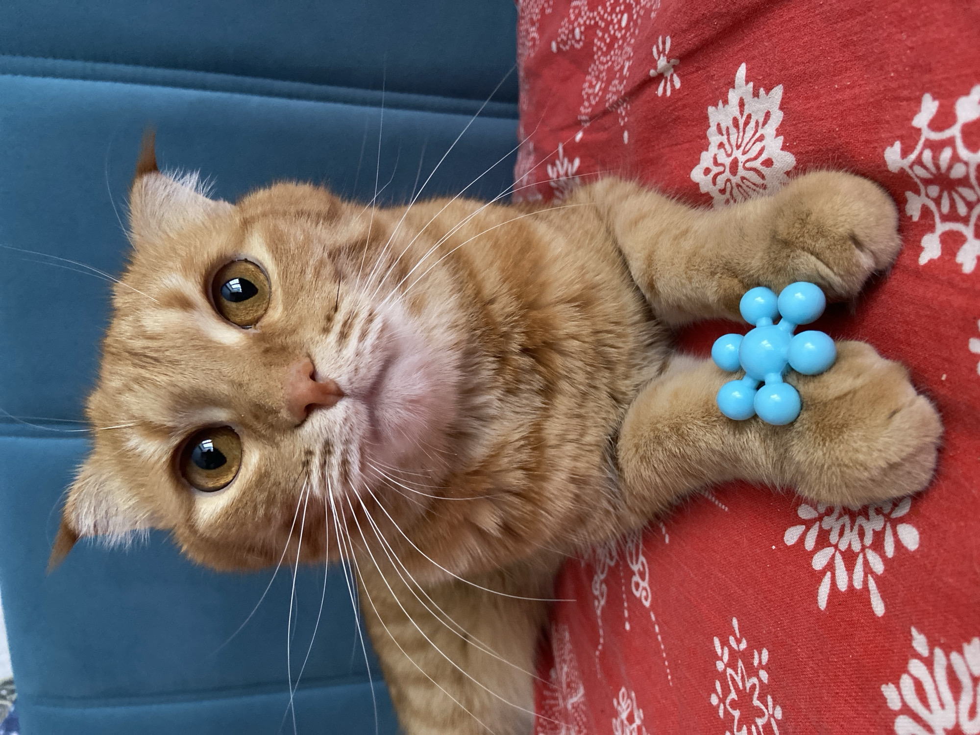 A close-up, eye-level shot shows an orange tabby cat lying on a red surface with white snowflake-like patterns. The cat is looking directly at the camera with wide, amber eyes. Its paws are resting on the surface, and it is holding a small, blue, spherical object in its front paws. The background consists of a textured, teal-colored surface. The image was captured in Balashikha, Russia.