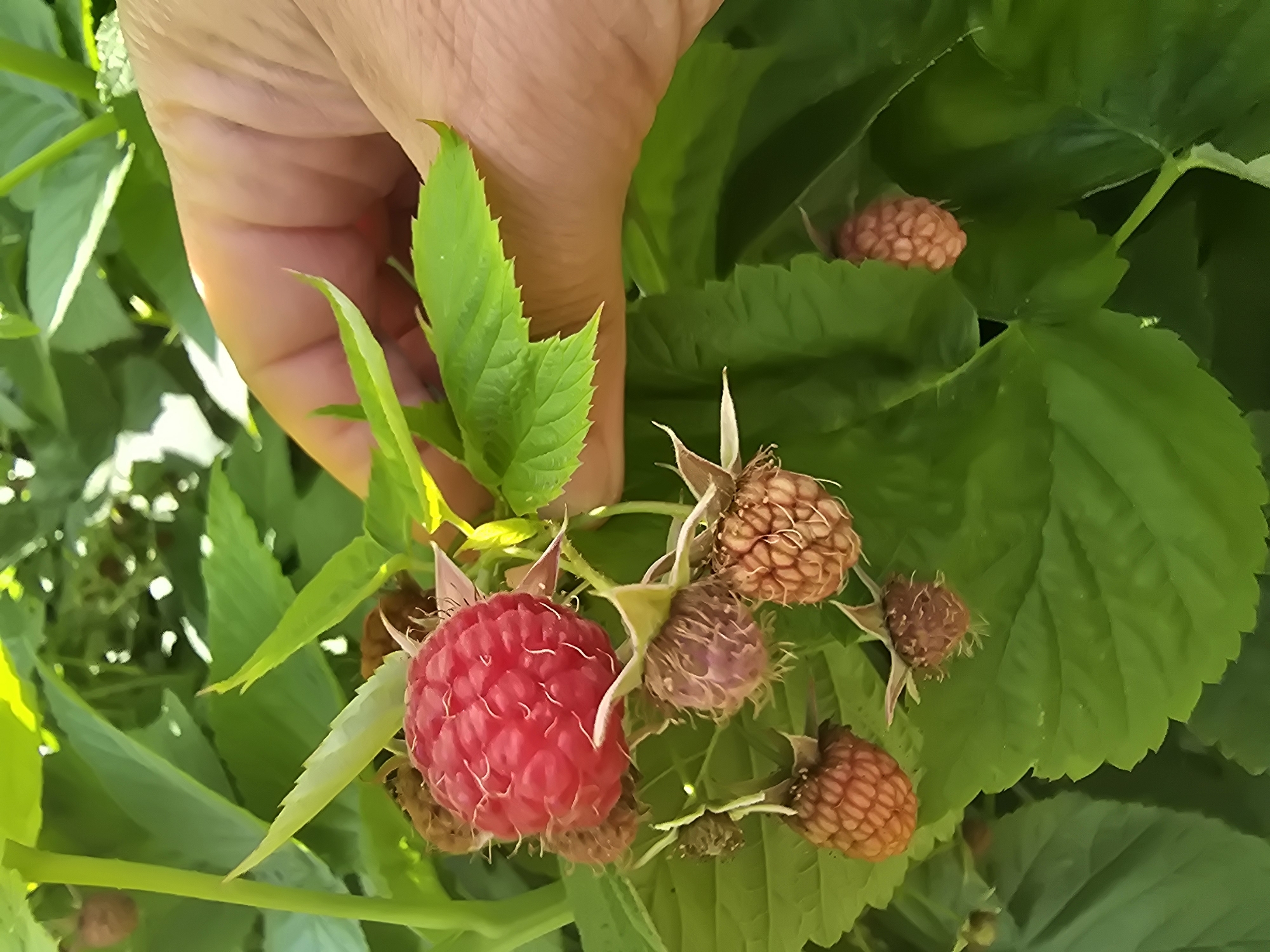 A close-up, vertical, eye-level shot shows a hand reaching for ripe red raspberries on a bush in Ермолаево, Russia. The hand, with its skin texture visible, is positioned in the upper right quadrant of the frame, gently touching the leaves near the fruit. Several raspberries are visible: one is a bright, ripe red, while others are in various stages of ripeness, appearing pinkish-brown and less developed. The background consists of lush green leaves, some in focus and some blurred, creating a natural, garden-like setting. The lighting suggests it is daytime, with sunlight filtering through the foliage, casting some highlights on the leaves and berries.