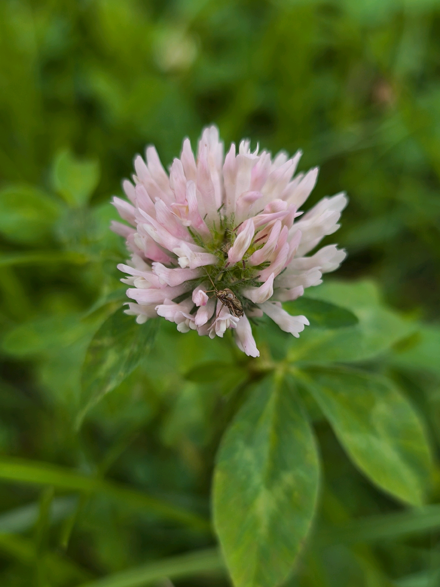 A close-up, vertically oriented photograph captures a cluster of pale pink clover flowers with a few small insects resting on them. The clover is surrounded by blurred green foliage, indicating an outdoor setting, likely a natural or park environment. The focus is sharp on the flowers and insects, while the background is soft and out of focus, creating a shallow depth of field. The lighting suggests natural daylight. There are no discernible human figures or man-made structures in the image. The location is identified as Mahilyow, Belarus.