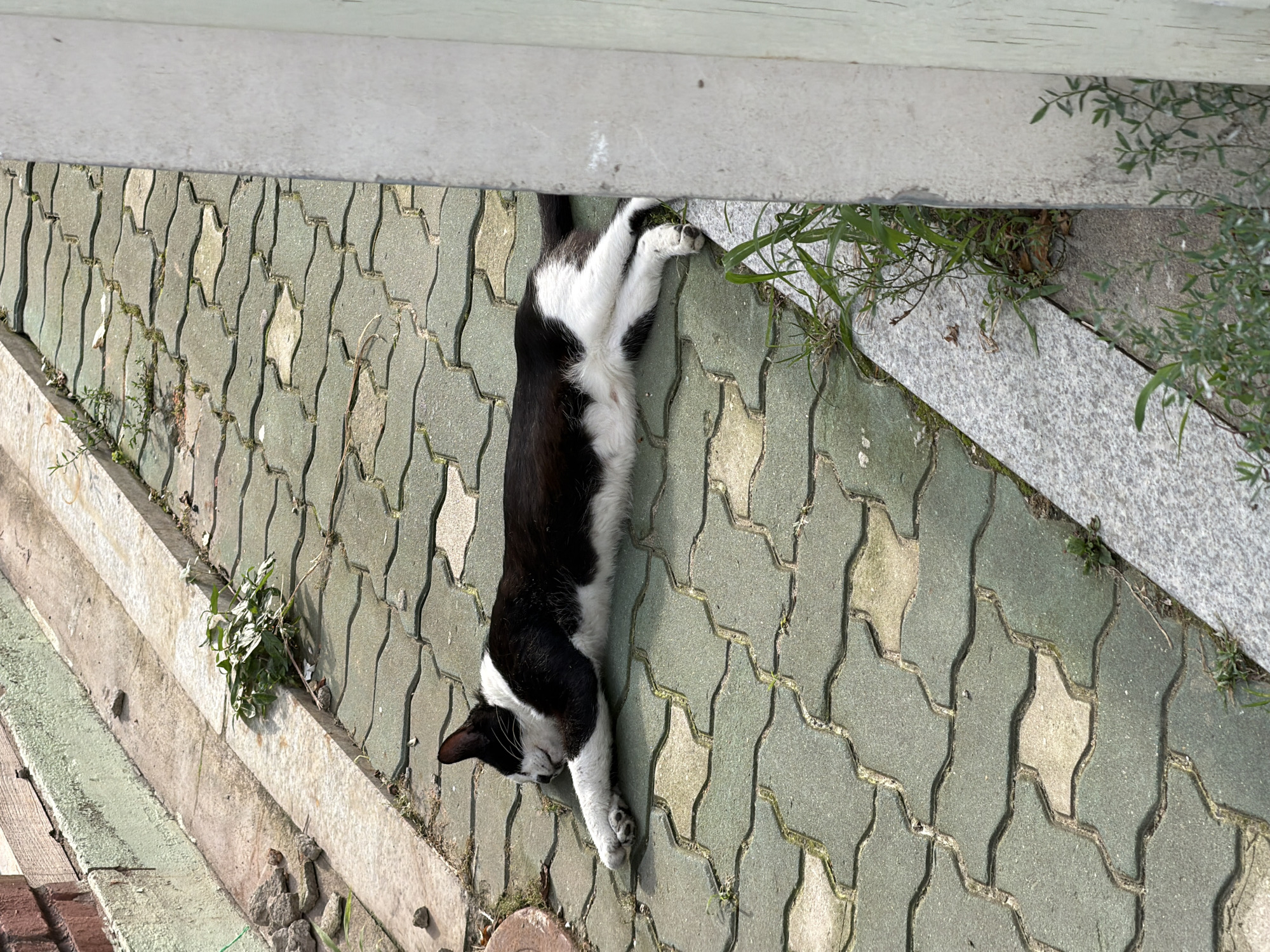 In Seoul, South Korea, a black and white cat is resting on a paved walkway. The cat is stretched out, appearing to be asleep or very relaxed, with its front paws extended forward and its hind legs trailing behind. The walkway is made of interlocking pavers, with some patches of greenery growing in the cracks. A stone curb runs along the left side of the walkway, and a light-colored wall is visible on the right. The scene is outdoors, and the lighting suggests it is daytime.