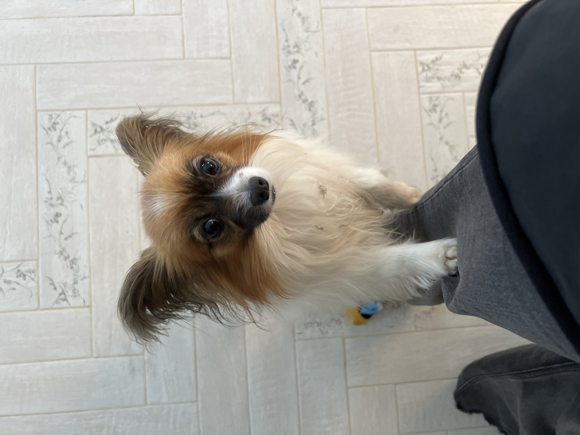 A medium-sized dog, likely a Papillon breed, sits on a tile floor with a floral pattern. The dog has tan and white fur, with a black and white muzzle, and is looking up at the camera. A leg clad in grey denim trousers and a black boot is partially visible on the right side of the frame, the dog sitting partially in between. A small blue and yellow toy sits on the floor near the dog. The location is undetermined as Городище, Russia is not clear from the image.