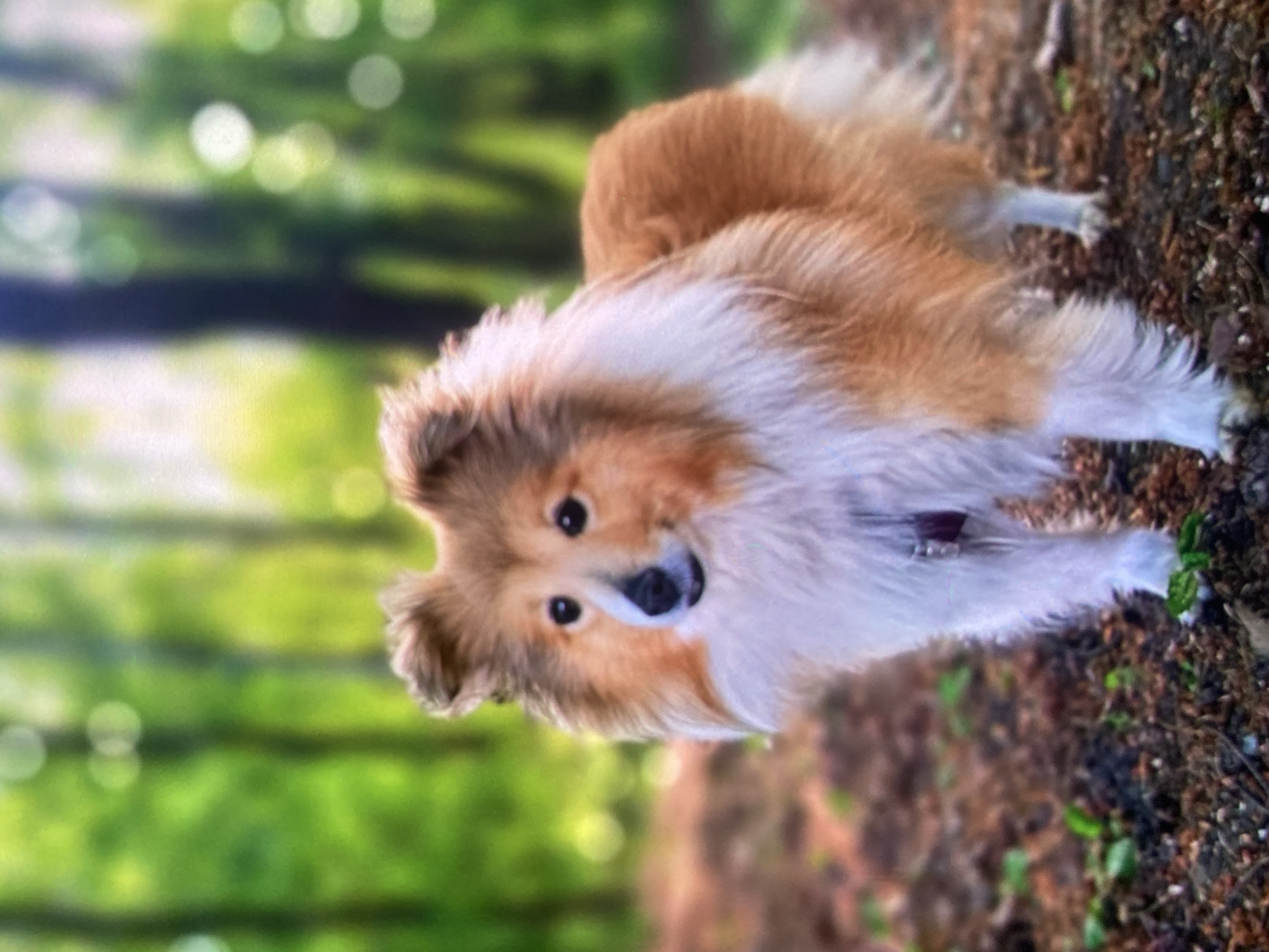 A shetland sheepdog stands in a forest clearing, facing left with its head turned slightly towards the camera. The dog has tan and white fur, with a long, bushy mane. It is wearing a dark purple tag on its collar. The background is a blur of green trees and dappled sunlight. The ground is covered in brown leaves and twigs. The image appears to have been taken in the city of Ustyvytsia, Ukraine.