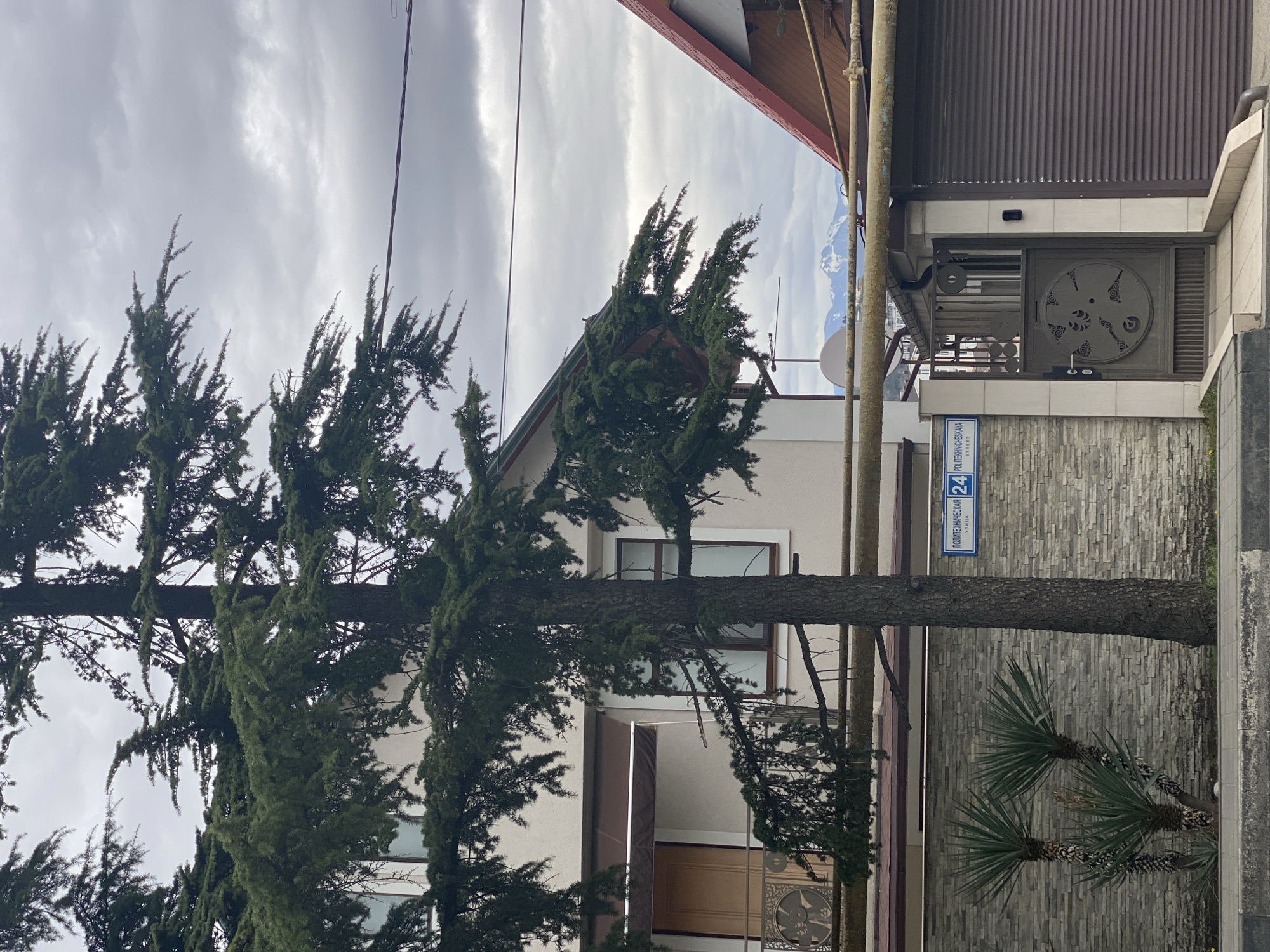 The image shows a street scene in Sochi, Russia. A tall evergreen tree dominates the left side of the frame, partially obscuring a light-colored building with windows and a brown door. To the right, a gray brick wall encloses a property, with a metal gate visible. A blue street sign on the wall reads "24 Politekhnicheskaya Street". A small palm-like plant grows in front of the wall. Above the buildings, a cloudy sky is visible, with a suggestion of mountains in the distance. The image appears to have been rotated counterclockwise.