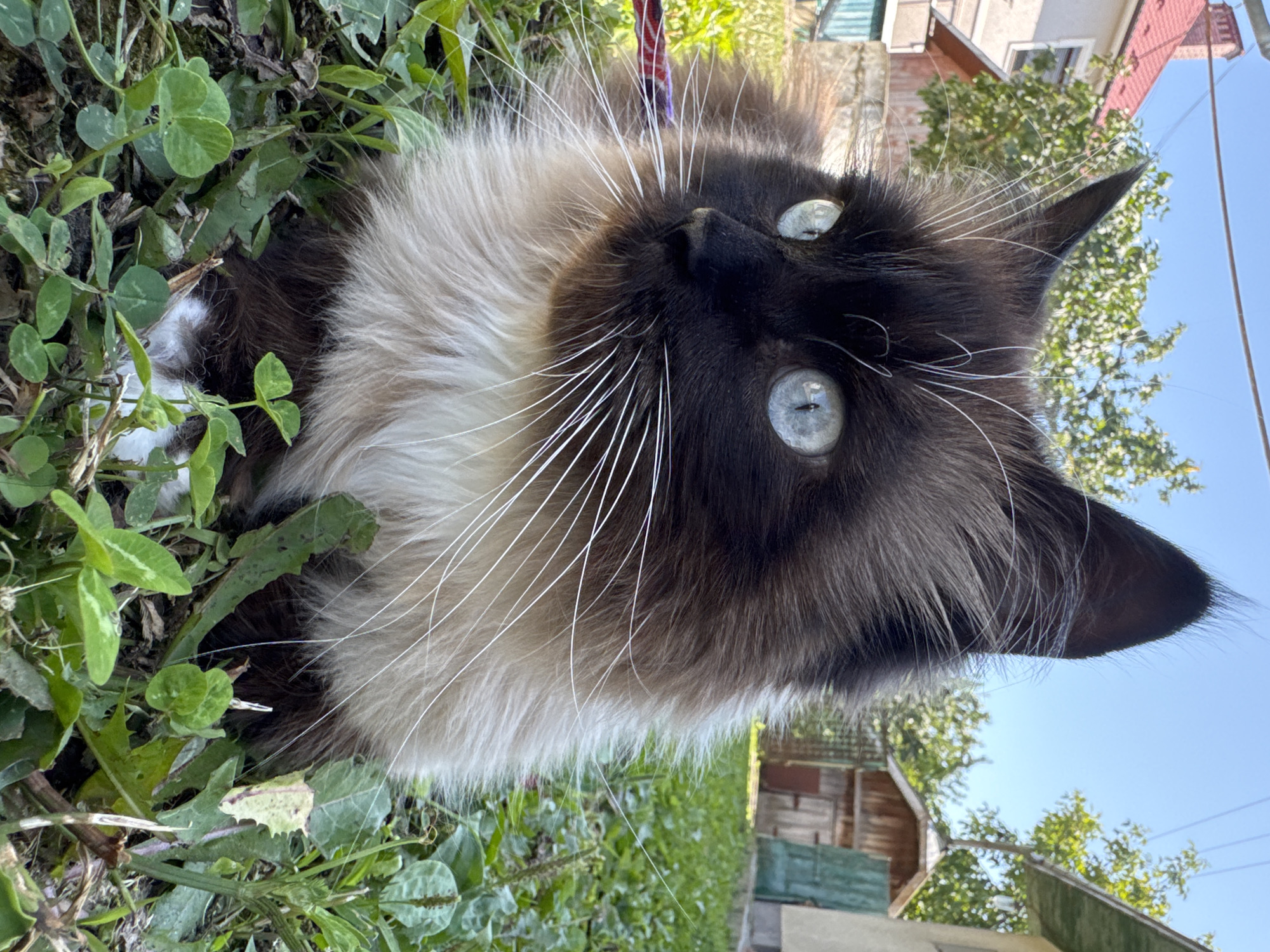 A fluffy cat with striking blue eyes sits in a grassy area outdoors. The cat is dark brown and cream colored, with long white whiskers. In the background, there are trees, a house with a red roof, and a wooden shed. The sky is clear and blue. The image appears to have been taken in Mamaivtsi, Ukraine, based on the architectural style of the buildings and the type of vegetation.