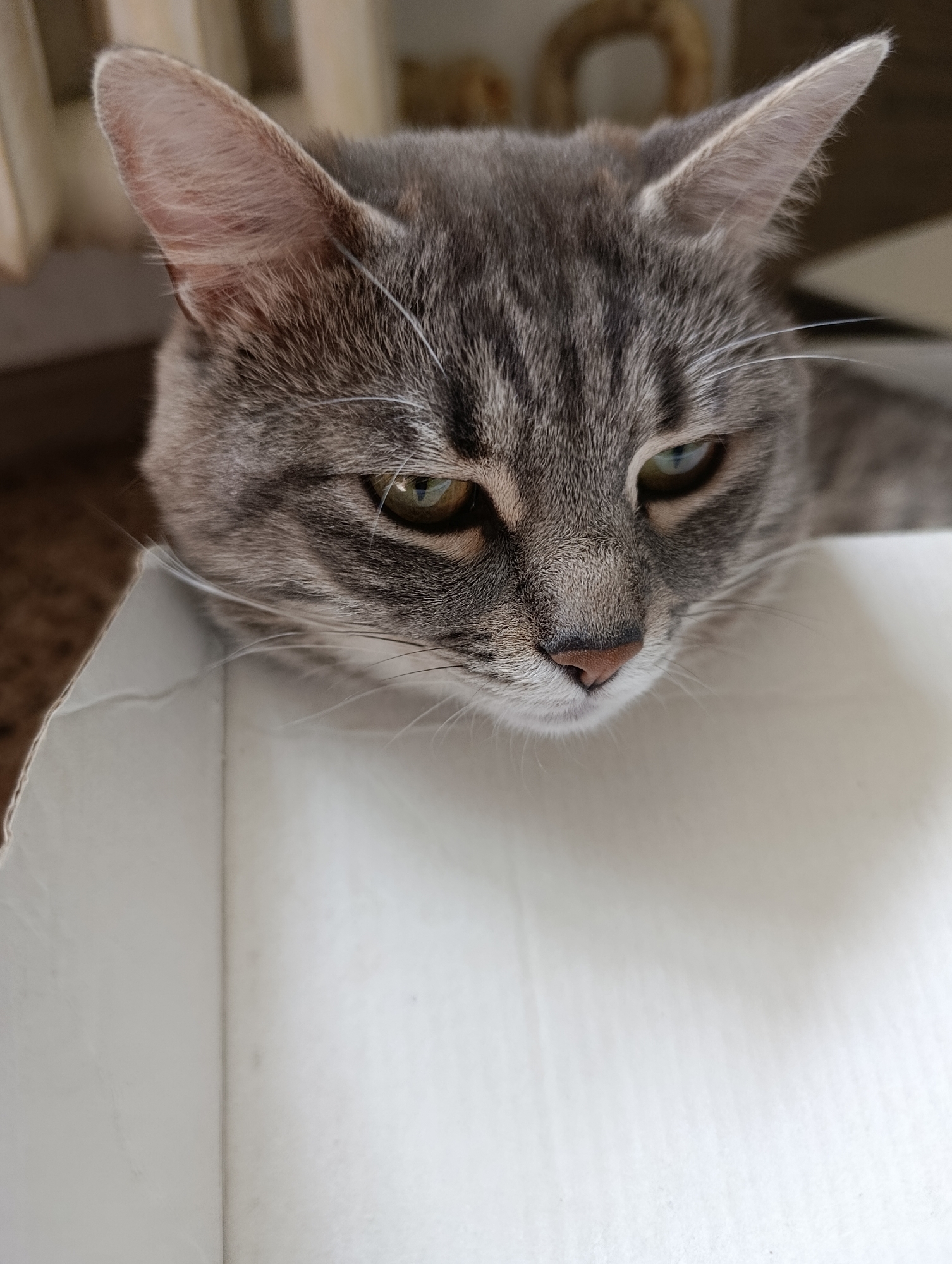 A close-up shot captures a grey tabby cat's head peering over the edge of a white cardboard box. The cat's fur exhibits a striped pattern, and its ears are perked. The cat's eyes, a shade of green, are looking downwards, and its nose is a light brown. The background is blurred, with faint hints of vertical lines and circular shapes. The scene appears to be indoors, with no indication of the city of Simferopol, Ukraine.