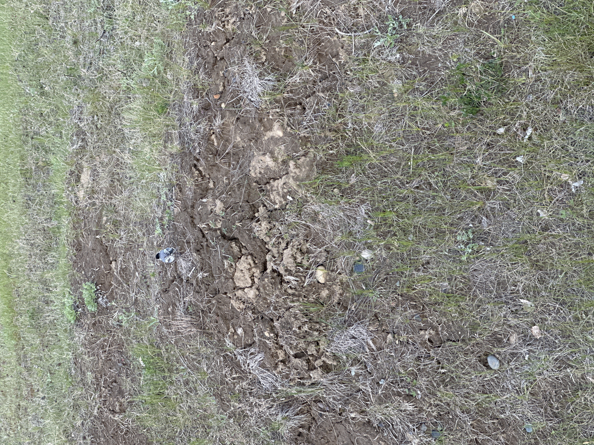 The image shows a patch of ground with sparse green and dried grass. The central area is disturbed, exposing bare, cracked soil with some small stones. In the top left quadrant, there is a small bird. The location is Sayansk, Russia. The setting appears to be an area where vegetation is struggling to grow, or has been recently disturbed.