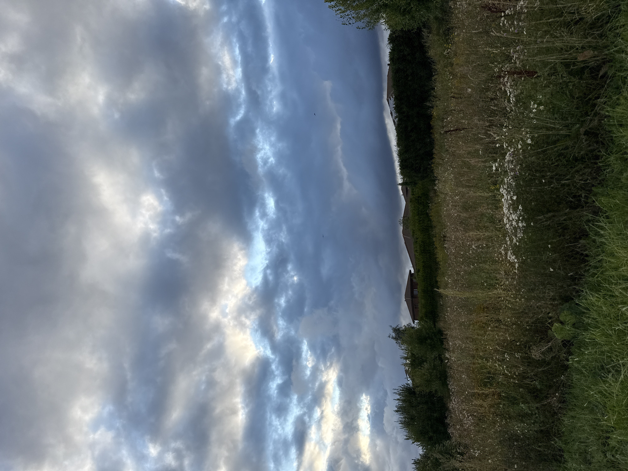 The image depicts a natural landscape in Järveküla, Estonia, with a focus on the sky and a field of wild vegetation. The sky is dominated by dramatic, dark clouds with patches of light breaking through, suggesting a potentially stormy or overcast day. Below the sky, a dense hedge forms a dark green line across the middle ground, separating the sky from the foreground. Behind the hedge, the roofs of houses are visible, peeking out from behind the foliage. The foreground is a field filled with tall, dry grasses and wildflowers, some of which are white. The overall impression is one of a rural or semi-rural setting, likely on the outskirts of a residential area, characterized by its natural elements and the looming, moody sky.